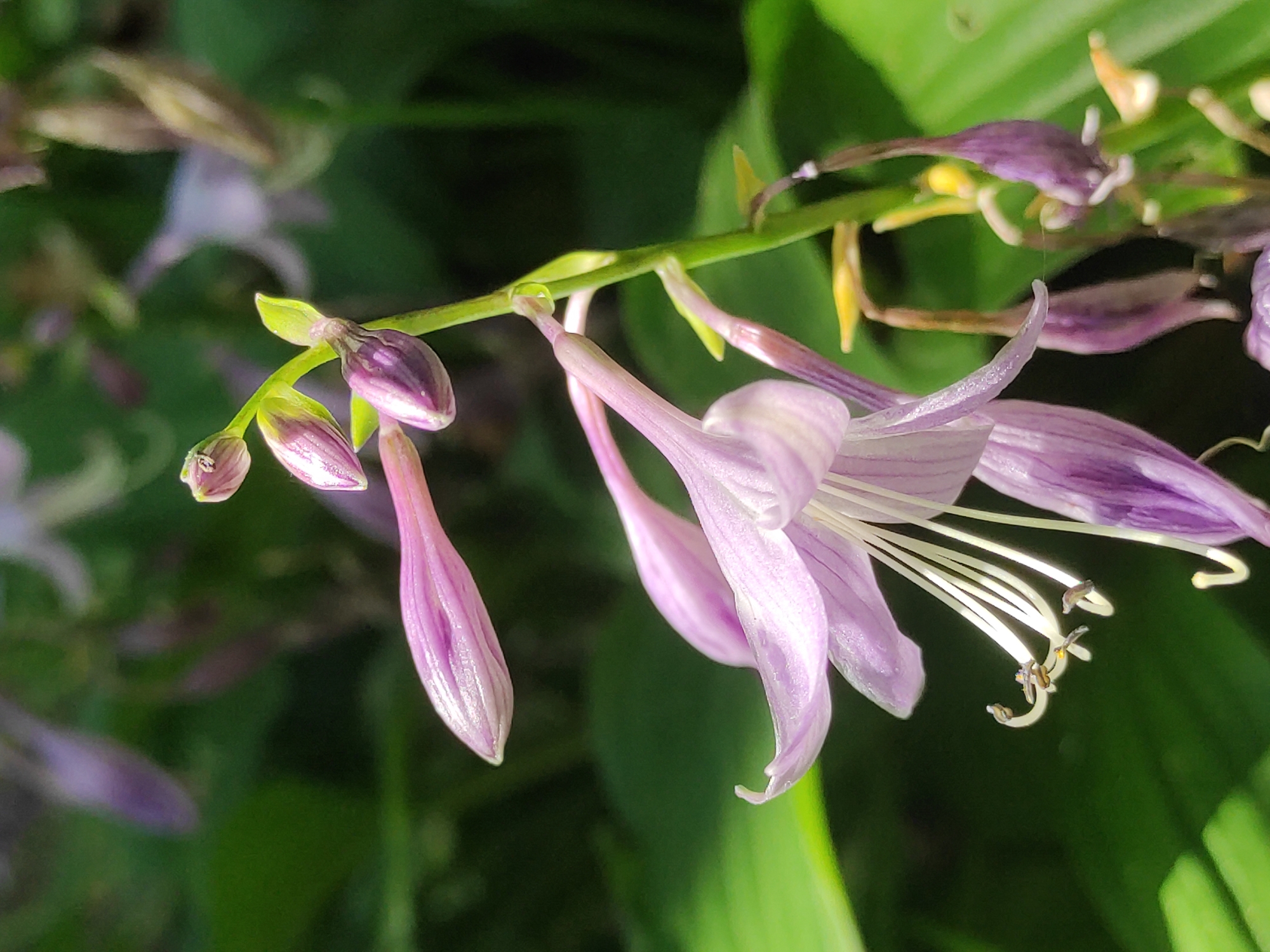 A close-up shot captures a cluster of delicate, pale purple hosta flowers with elongated petals and white stamens. The flowers are arranged on a green stem, with some buds and spent blooms also visible. The background is a blur of green foliage, suggesting a garden setting. The lighting is natural, creating soft shadows and highlighting the textures of the petals.