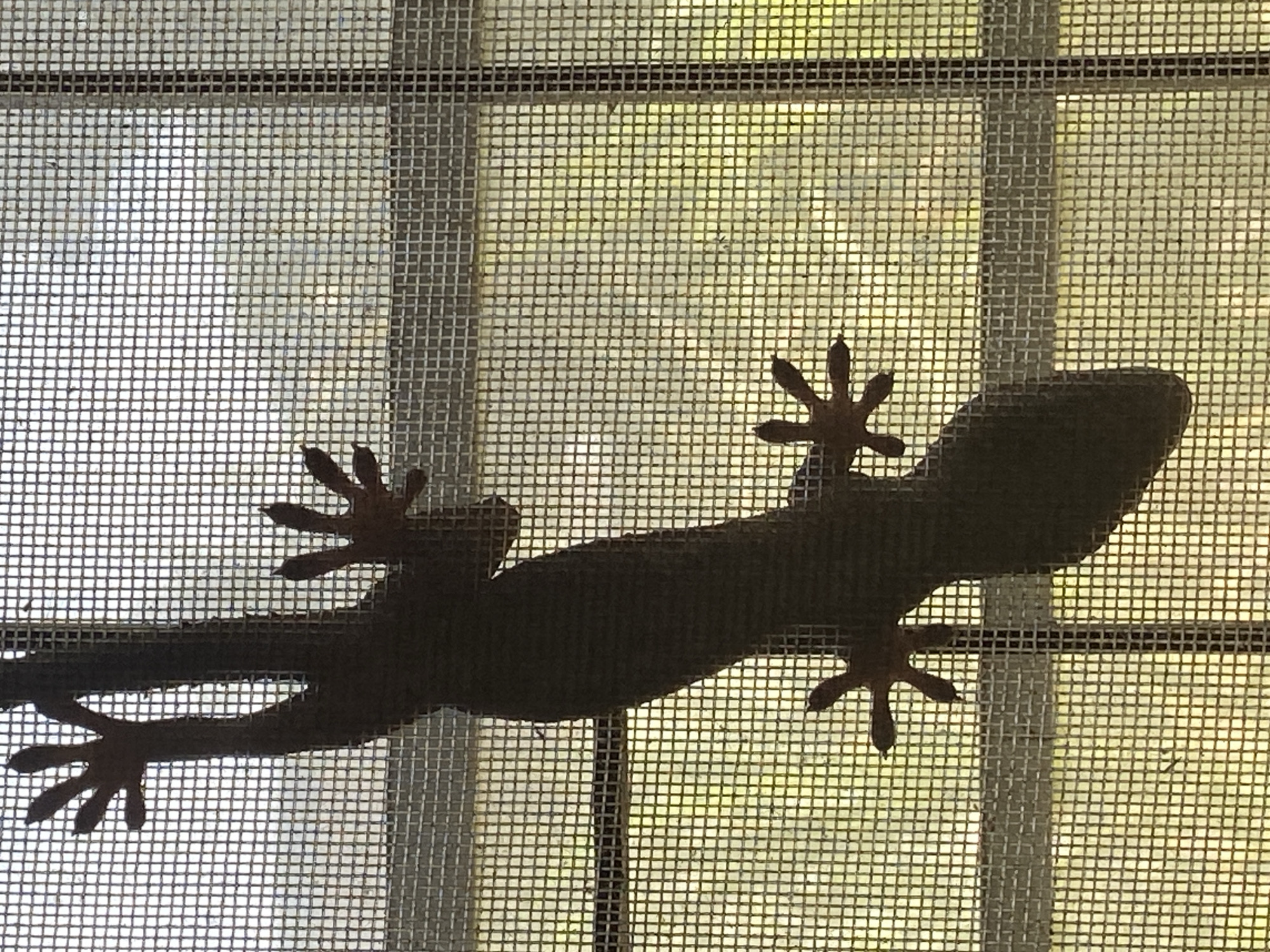 A lizard clings to a window screen in Baan Mae Nam, Thailand. The lizard, silhouetted against the light, is positioned horizontally with its four feet gripping the screen mesh. The background shows an out-of-focus view of foliage through the screen. The window frame is visible around the edges of the screen.