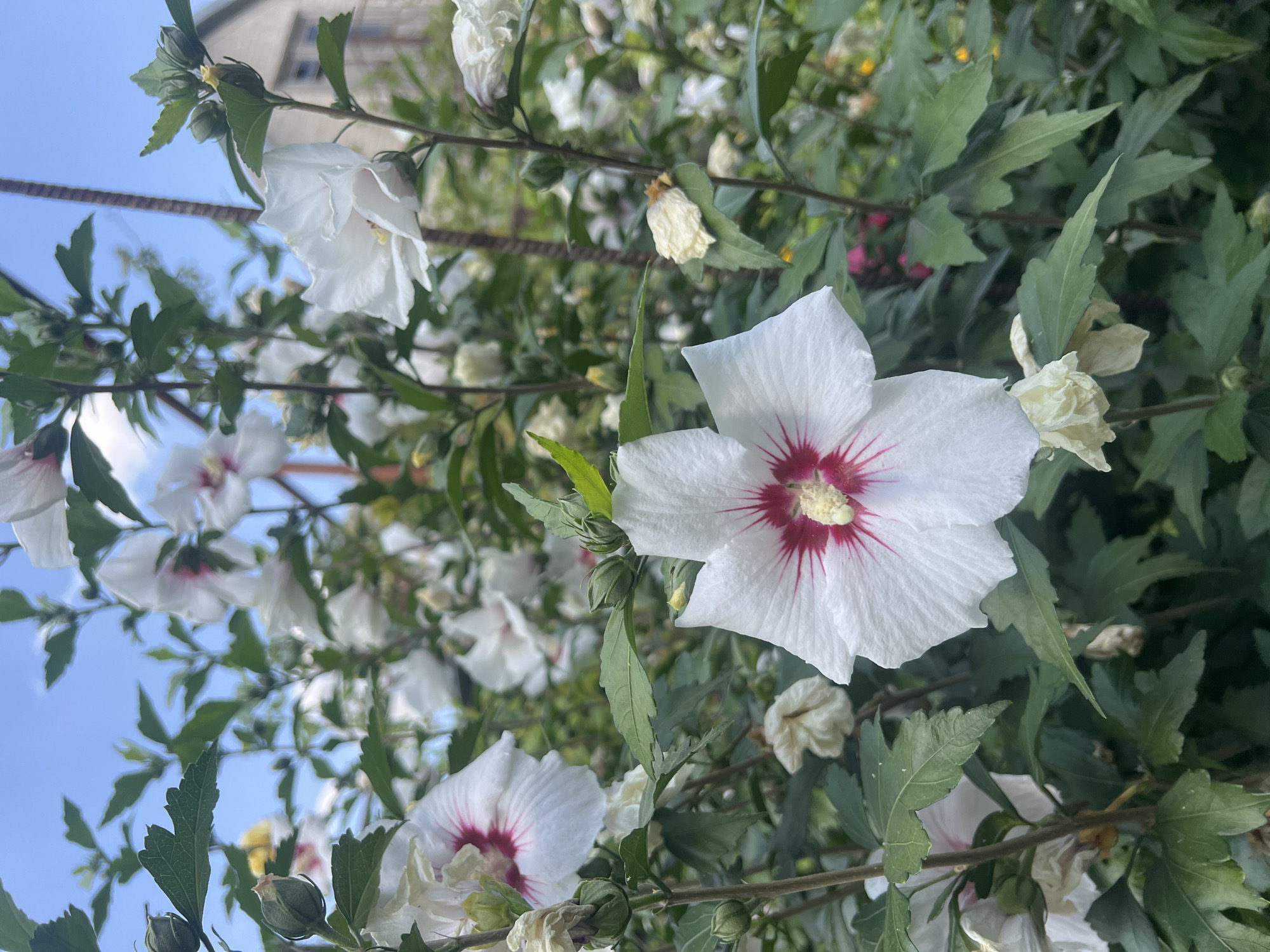 The image depicts a close-up view of white hibiscus flowers with red centers, set against a backdrop of green foliage and a bright blue sky. The flowers are in various stages of bloom, with some fully open and others as buds. In the background, a blurred view of a building and a metal stake can be observed, suggesting an outdoor, possibly garden or park setting. The lighting indicates it is daytime, and the overall impression is of a lush, natural environment.