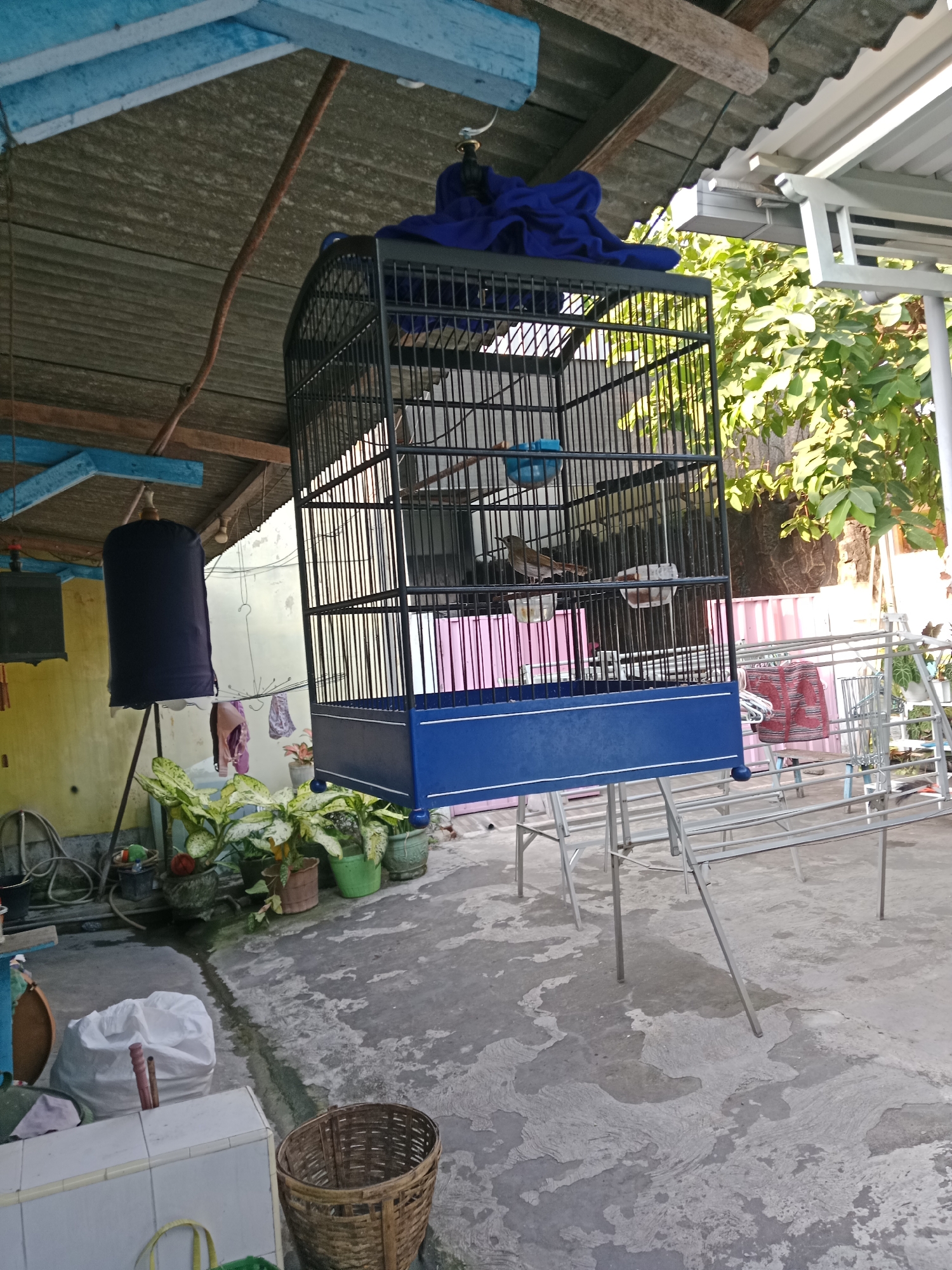 In the city of Kediri, Indonesia, an outdoor area with a concrete floor is depicted. A black metal birdcage, approximately one meter tall with a blue base, hangs from a wooden beam under a corrugated metal roof. Inside the cage, a small brown bird stands on a perch. A blue cloth is draped over the top of the cage. To the left, a dark blue cylindrical cover hangs from a stand. Several potted plants with variegated leaves are arranged on the ground near the cage. In the background, a pink and white striped structure is visible, along with laundry hanging on a rack. The scene is bathed in sunlight, casting shadows.