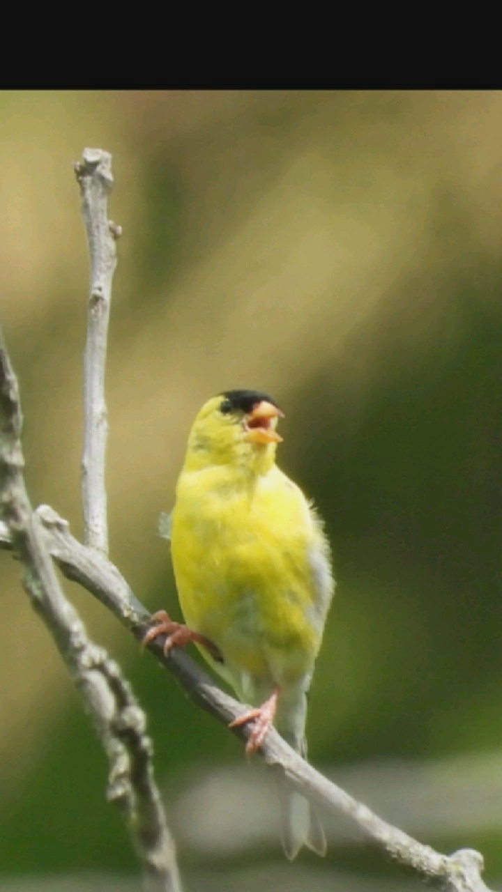 A yellow bird with a black head sits on a branch. The bird's beak is open, as if it is singing or calling out. The background is blurred green and brown, suggesting an outdoor environment like a park or forest. The image does not provide any information about the location in Hongkou District, China.