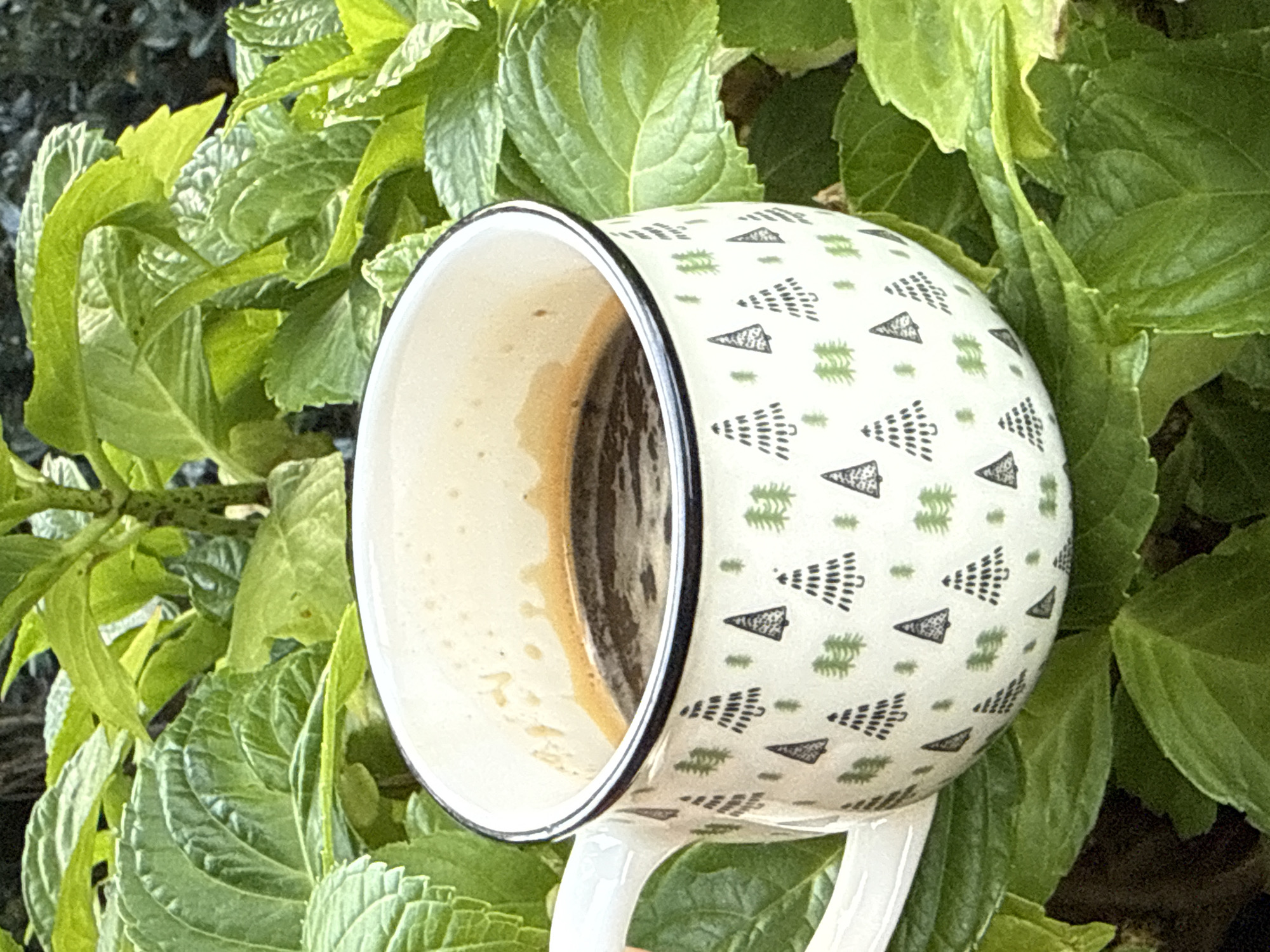 A white mug with a black rim and a pattern of small green and black Christmas trees is filled with dark liquid, likely coffee, and rests on lush green foliage. The mug has a white handle. The background is dominated by large, textured green leaves. The scene appears to be outdoors, possibly in a garden, in Bad Sachsa, Germany. There are no people visible in the image.
