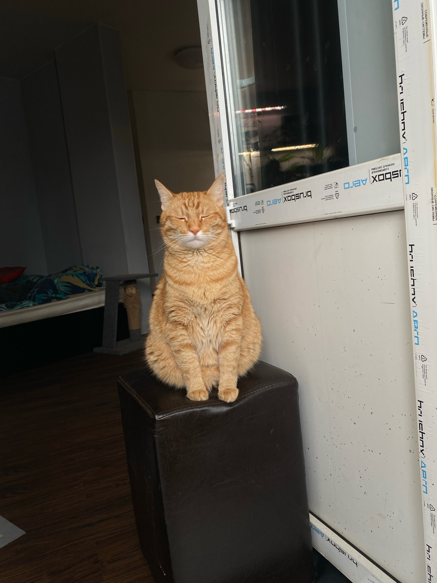 An orange tabby cat with its eyes closed is sitting on a dark brown ottoman in what appears to be an indoor setting. The cat is facing forward and appears relaxed. Behind the cat, a window frame with text and logos is visible. The floor appears to be made of dark wood planks. In the background, a bed with colorful bedding and a cat scratching post are partially visible. The overall lighting suggests it is daytime. The scene is likely located in an apartment or house in Zarechny, Russia.