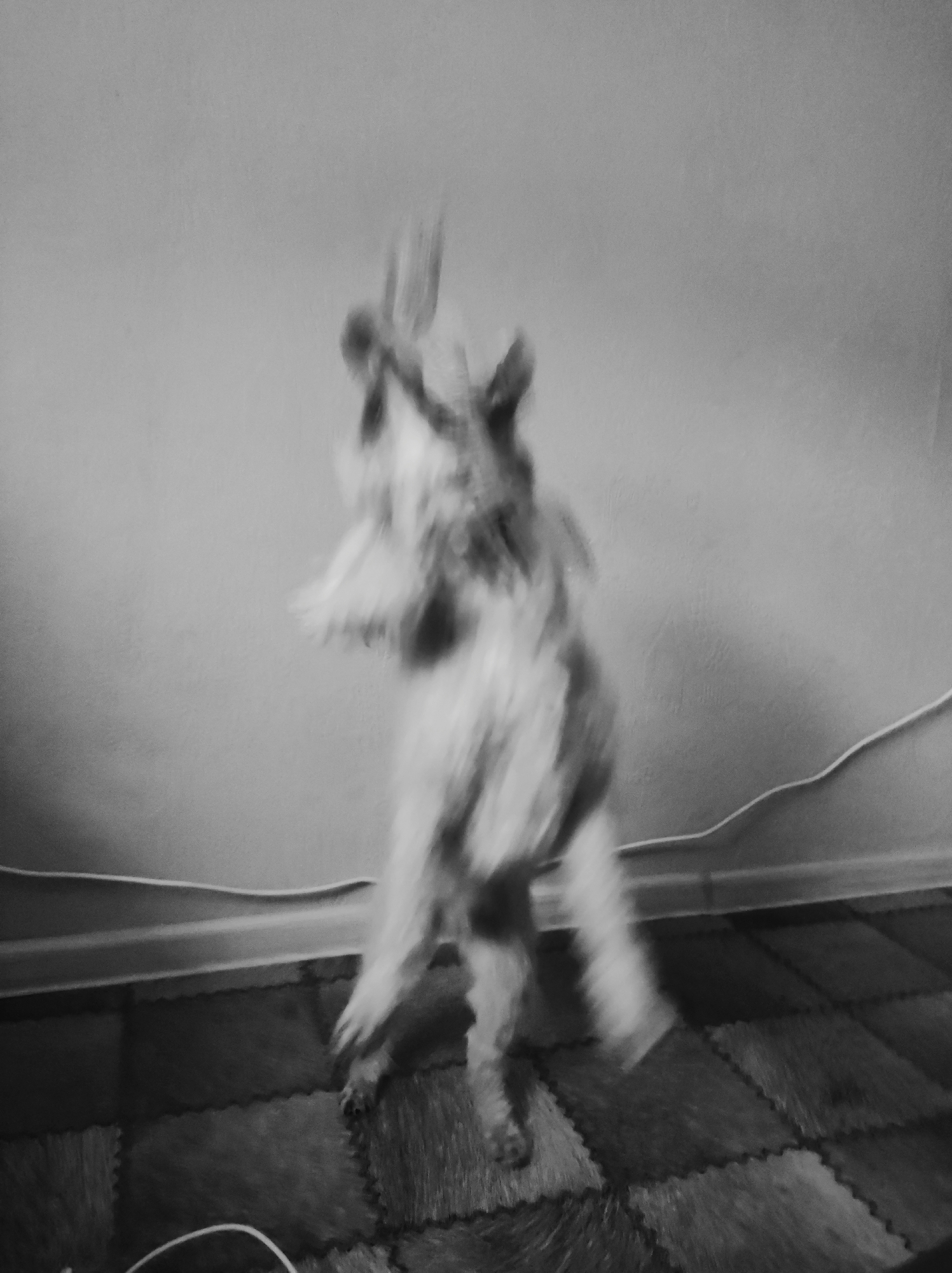 The black and white image shows a blurred figure of a dog standing on its hind legs, possibly jumping or dancing. The dog appears to be furry and light-colored. The background consists of a plain wall and a textured floor that looks like interlocking foam tiles. A white wire runs along the base of the wall. The image lacks sharpness due to motion blur. It's not possible to confirm any details about Chaikovsky, Russia from the image.