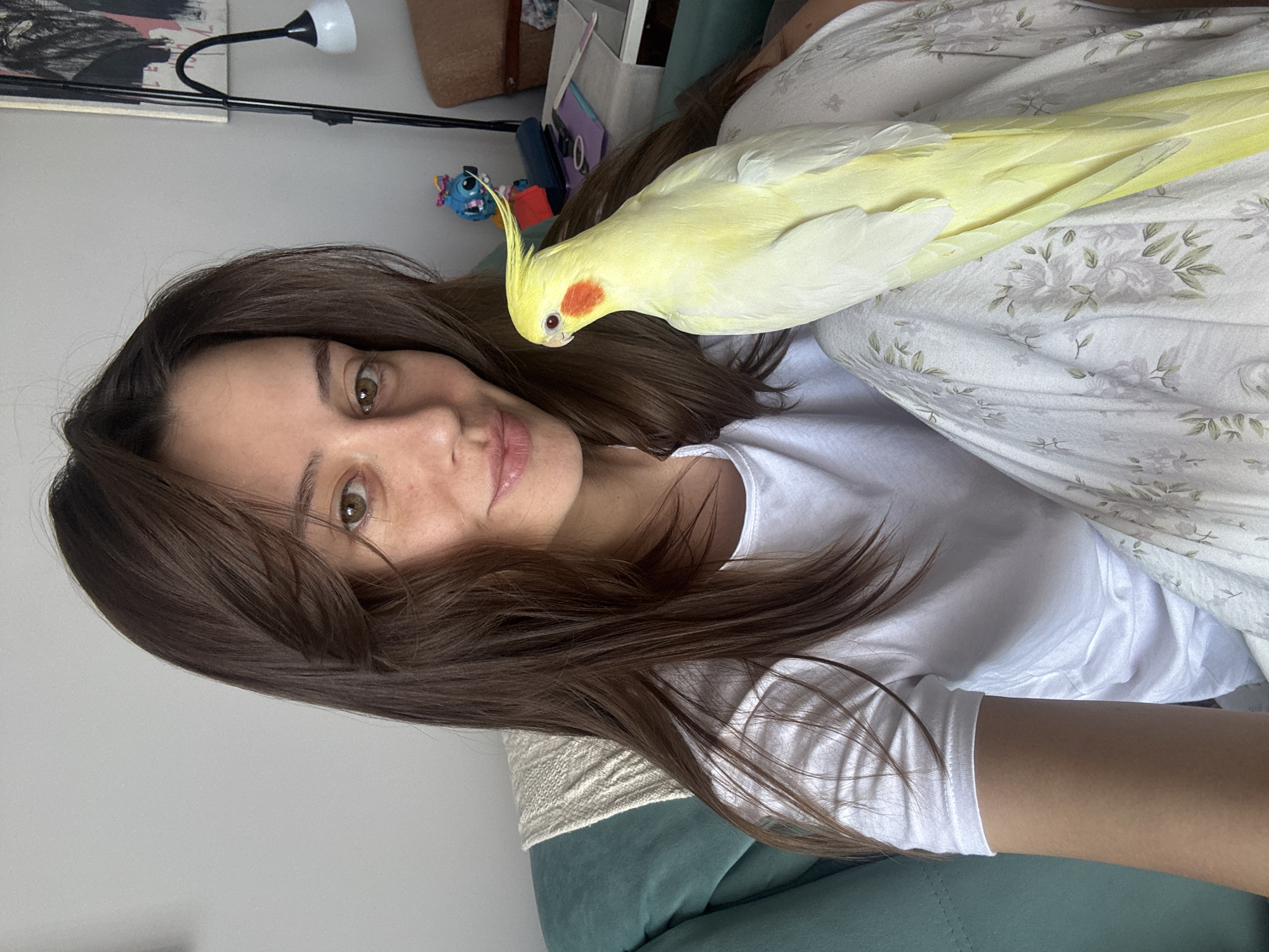 A close-up, vertical shot shows a woman lying down indoors in Krasnoyarsk, Russia, taking a selfie with a light yellow cockatiel perched on her shoulder. The woman has long, dark brown hair spread around her head and shoulders, brown eyes, and a relaxed, gentle smile. She is wearing a simple white t-shirt.
The cockatiel, with its distinctive orange cheek patch and red eyes, faces the woman's head, its yellow crest slightly raised. Its long tail feathers extend over a white duvet or blanket patterned with subtle grey and green floral motifs.
The background suggests an indoor setting, likely a bedroom or living room. A dark green cushion or sofa is visible beneath the woman's arm. Behind her, a plain light grey wall is visible, with a black, flexible desk lamp mounted on it. Above the lamp, a dark-toned framed picture or artwork is partially visible. To the right, a small blue cartoon character figure (resembling Stitch) and other indistinct objects like bags or containers are present on a shelf or surface. The lighting is bright and natural, indicating daytime. No visible text is present in the image. The overall scene conveys a feeling of comfort and affection between the woman and her pet bird.