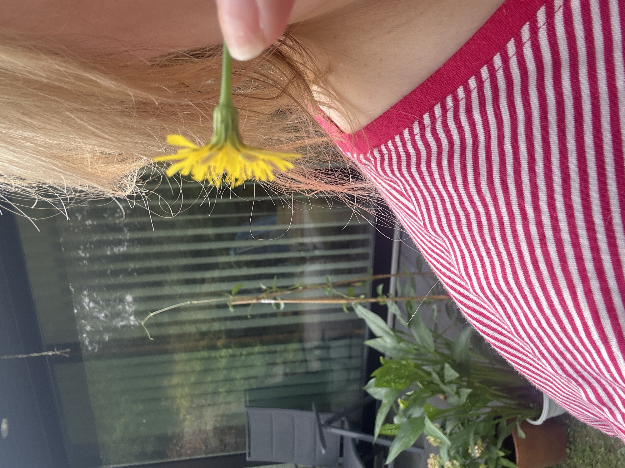 A close-up, waist-up shot shows a person's right shoulder and neck, adorned with a pink and white striped shirt. Their blonde hair cascades down, framing the right side of their face, which is partially obscured by a dandelion held between their fingers and near their ear. The background, visible through a large window, depicts a garden with potted plants and a dark grey chair, suggesting an outdoor setting, possibly a backyard in Krefeld, Germany. The lighting indicates it's daytime.