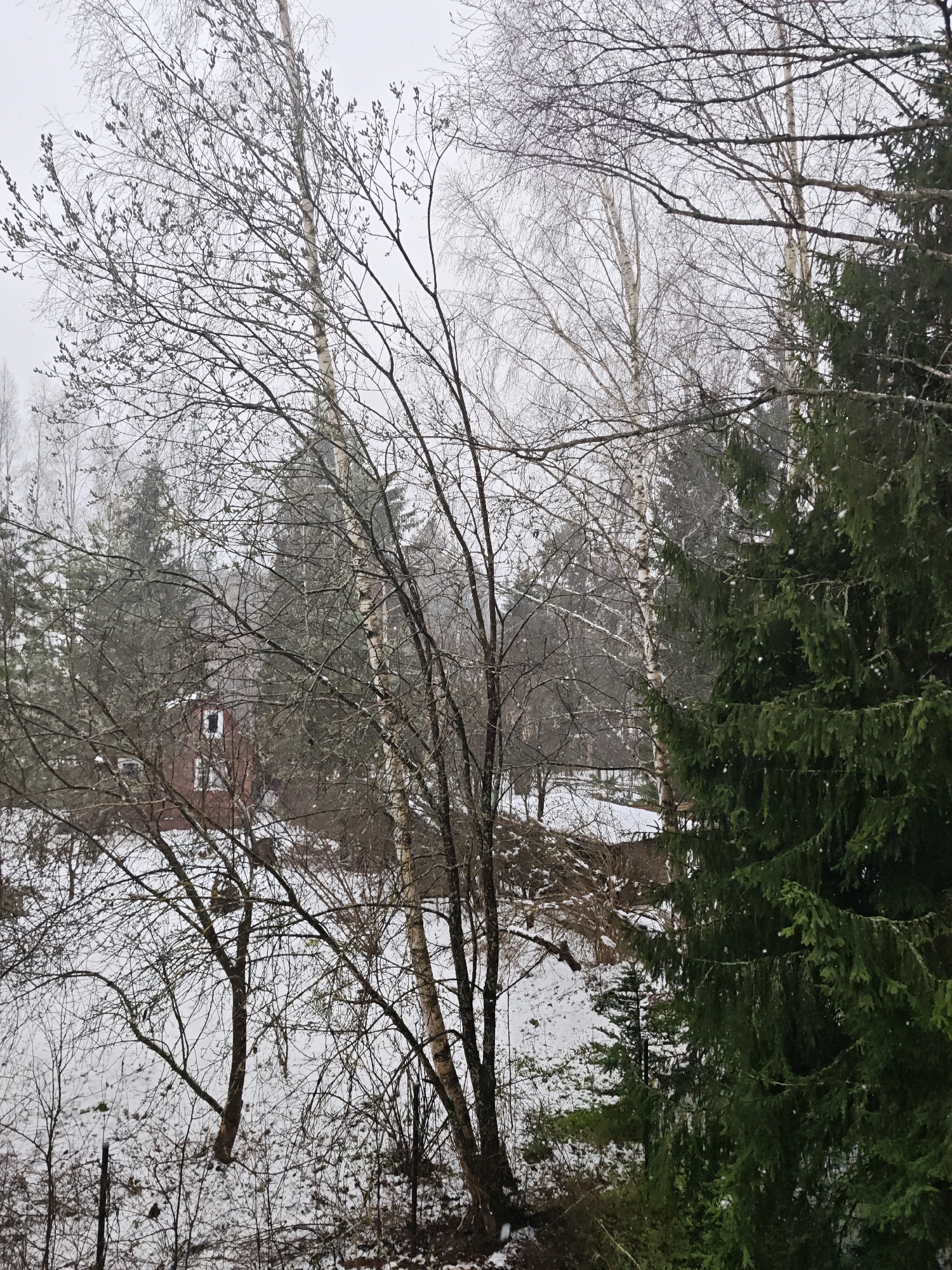 The image displays a winter or early spring landscape in Свистуха (кузяевский С/о), Russia, characterized by a mixed forest under an overcast, gray sky. The ground is covered with a light layer of snow, suggesting cold weather.
The scene is dominated by a variety of trees. Numerous deciduous trees stand bare, their intricate networks of dark branches reaching towards the sky. Several prominent birch trees are identifiable by their light-colored, often peeling, bark. Some of these bare branches show small, dark buds, indicating the time of year. In stark contrast to the leafless trees, dense evergreen conifers, likely spruces or pines, punctuate the scene with their vibrant dark green foliage, especially prominent on the right side of the frame.
In the mid-distance, partially obscured by the bare branches, a small, red building, possibly a house or cabin, is visible. It features white window frames that stand out against its red walls. The area around the building is also snow-covered.
The weather is cloudy and appears to be experiencing light snowfall, with faint white specks visible against the darker trees and ground, particularly in the lower right. The overall impression is one of quietude and natural beauty in a rural or semi-rural setting. There is no visible human activity or text in the image. The time of day is daytime, but the heavy cloud cover gives a soft, diffused light.