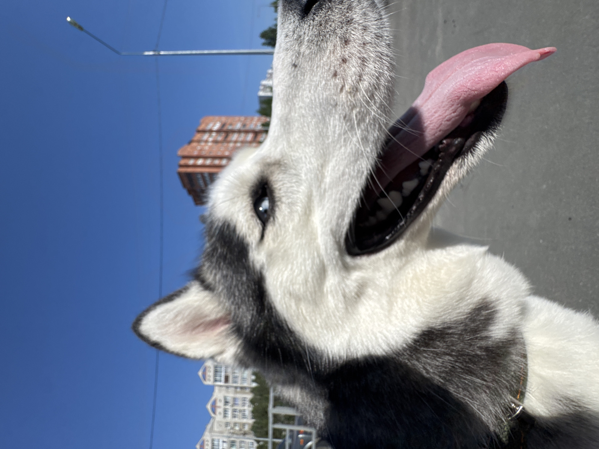 The image shows a husky dog with its mouth open and tongue out, viewed from a low angle. The dog has white and gray fur, a blue eye, and a black mouth. In the background, there is a clear blue sky, a street light, and buildings with a brick roof, suggesting an urban environment. The image is taken on a sunny day.