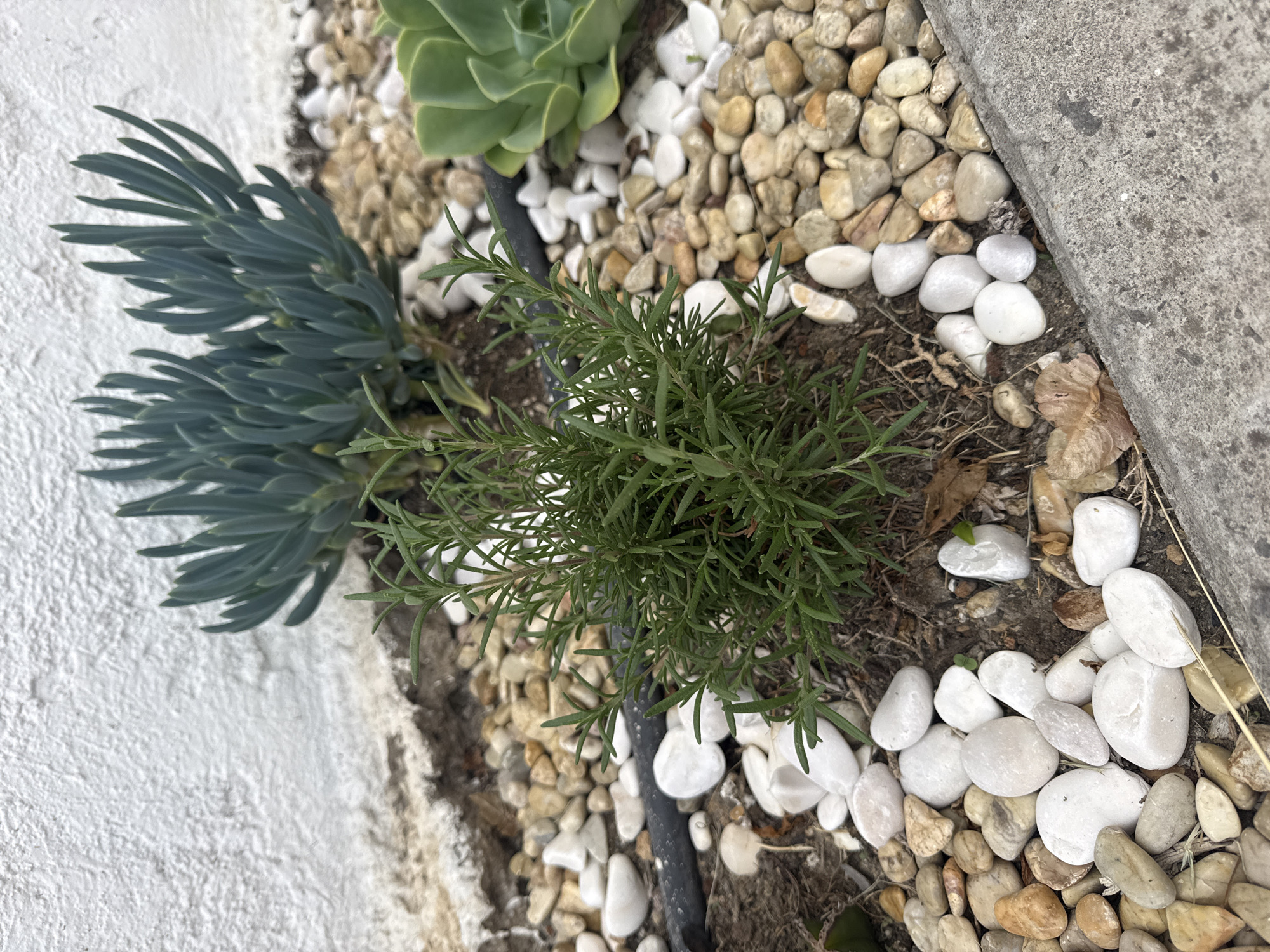 This close-up, overhead image captures a section of a garden bed in Puebla, Mexico, under bright, natural daylight. The scene features a variety of plants, decorative elements, and hardscaping.
In the left-center, a succulent with distinctive blue-green, finger-like foliage, consistent with *Senecio mandraliscae* (Blue Chalksticks), sprawls horizontally against a white, textured wall. Adjacent to it, in the center of the frame, a healthy, bushy plant with slender, green, needle-like leaves, strongly resembling rosemary (*Salvia rosmarinus*), grows upright. A black, thin drip irrigation tube is visible on the soil near the base of this plant. A larger succulent with broad, green, rosette-shaped leaves, possibly an Echeveria, is partially visible in the upper right corner.
The ground is covered with a mix of dark soil and decorative pebbles. Smooth, white, polished pebbles are primarily arranged around the base of the rosemary plant and along the edge of a concrete curb on the right side of the frame. Smaller, light brown and tan river rocks fill the areas beyond the white pebbles. Some dried leaves and plant debris are scattered across the soil and among the pebbles. The concrete curb, gray and somewhat weathered, defines the right boundary of the garden bed.
No activity is occurring in this static garden scene, and no visible text is present. The clear lighting suggests fair weather conditions.