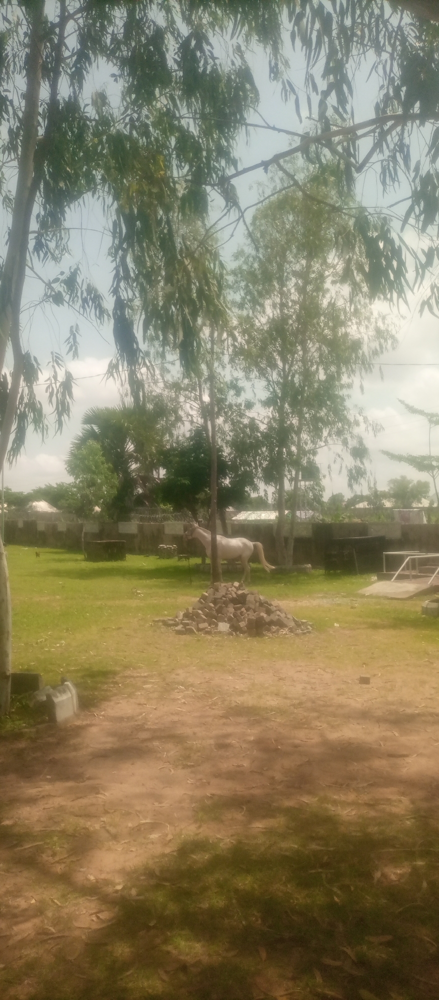 A white horse stands in a grassy field in Kuson, Nigeria. The horse is facing to the left, with its head slightly lowered. It is standing near a pile of rocks and a tree. In the background, there is a fence and some buildings. The sky is cloudy. The foreground of the image is a dirt path.