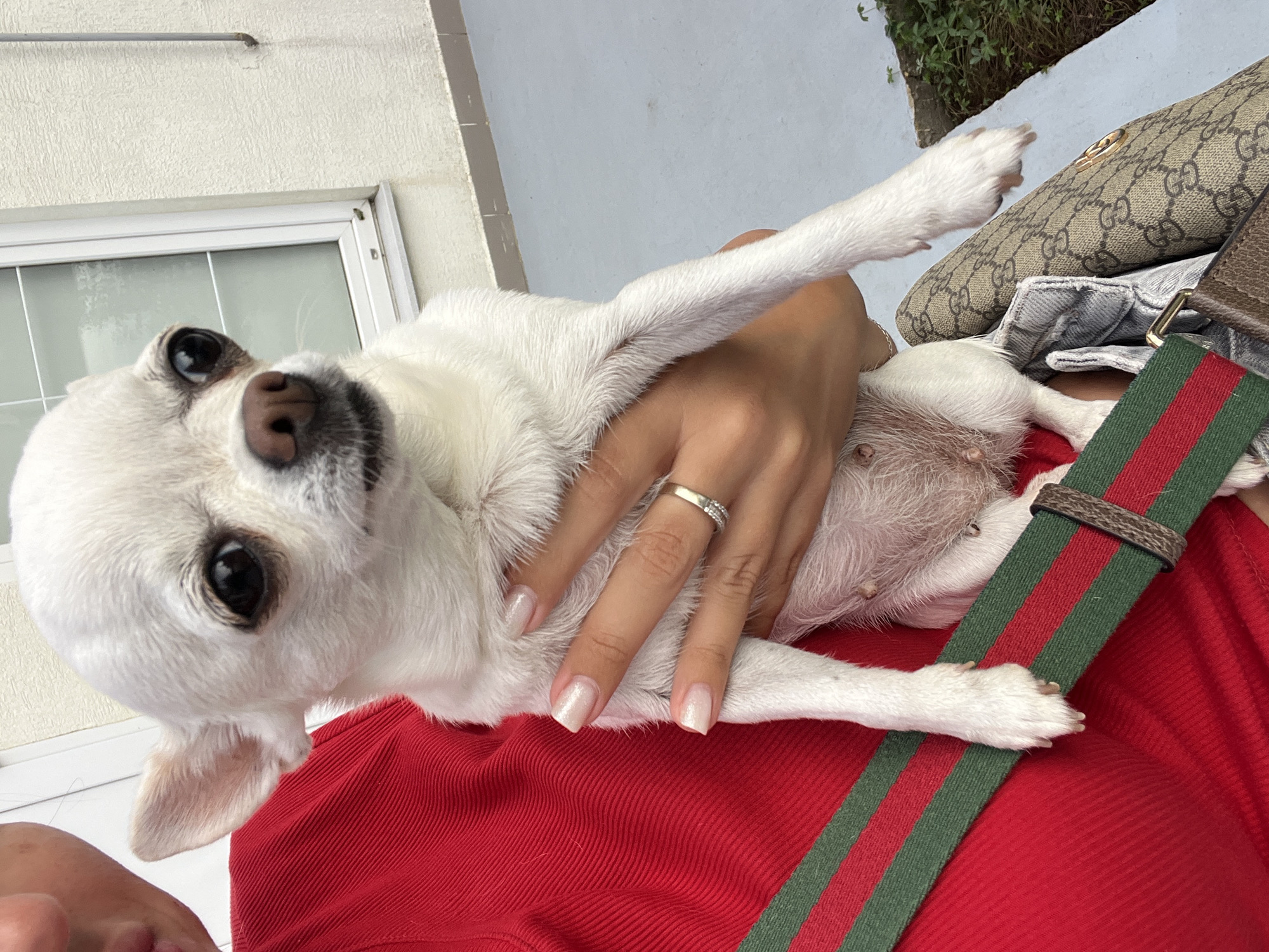 A person wearing a red top is holding a small white chihuahua dog outdoors. The dog has large dark eyes and big ears. The person is wearing a ring with small diamonds on their left hand. A green and red striped strap is visible across the person's chest, and a designer handbag with a monogram print is resting on their lap. In the background, there is a light-colored wall with a window and some greenery. The ground appears to be paved. The location is not specified as Fontanka, Ukraine, nor is there any information to indicate it.