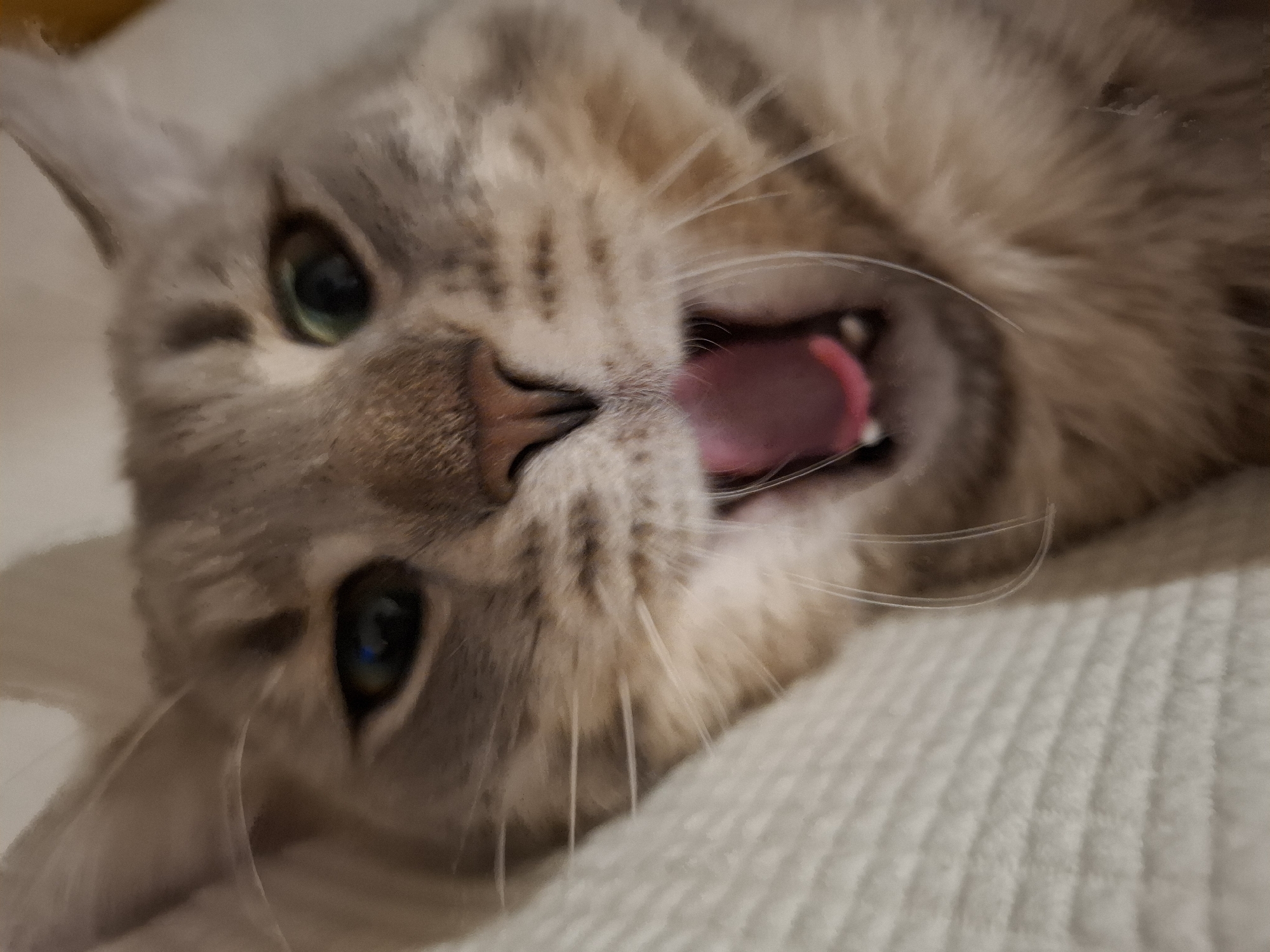 The image is a close-up, low-angle shot of a tabby cat yawning. The cat's mouth is wide open, revealing its pink tongue and teeth. Its eyes are partially closed, and its fur is a mixture of gray and brown. The background is blurred, but it appears to be a soft, textured surface, possibly a blanket or a pillow. There are no discernible elements of Zemun Urban Municipality, Serbia present in the image.