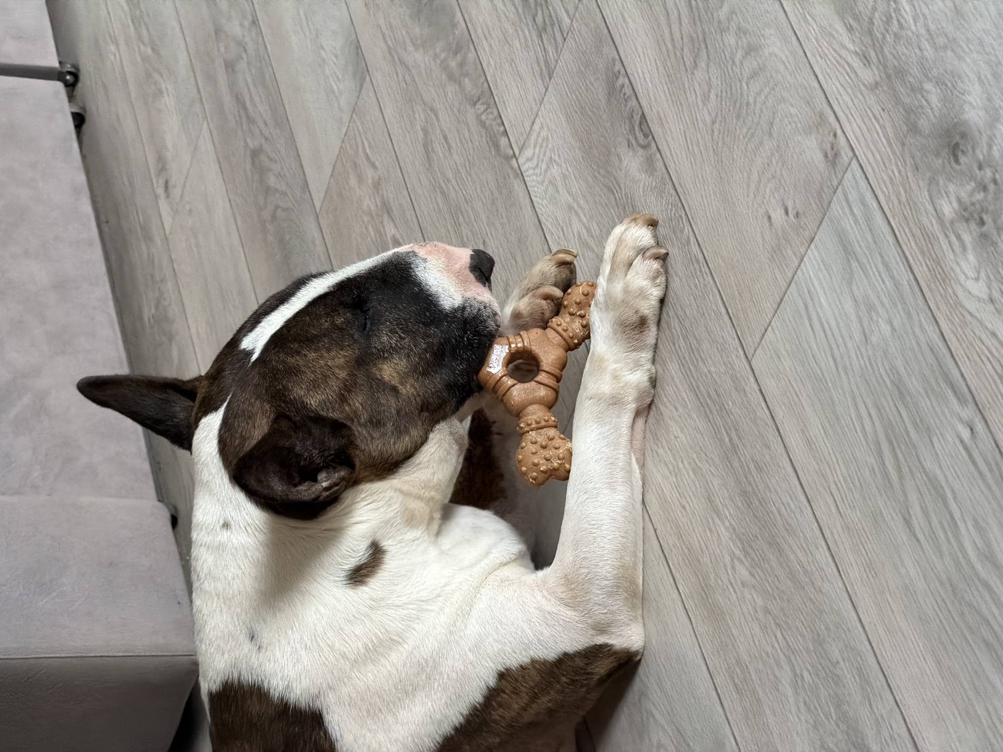 An adult bull terrier is lying on a light wood-laminate floor, gnawing on a bone-shaped dog toy. The dog has a white coat with brown brindle markings on its head and back. Its eyes are closed, and its head is resting on its paws. The floor appears to be in an indoor setting, possibly a home or apartment. There is a portion of a light gray upholstered piece of furniture visible in the background. There is no indication of the city of Chaikovsky, Russia, or any other specific location in the image.