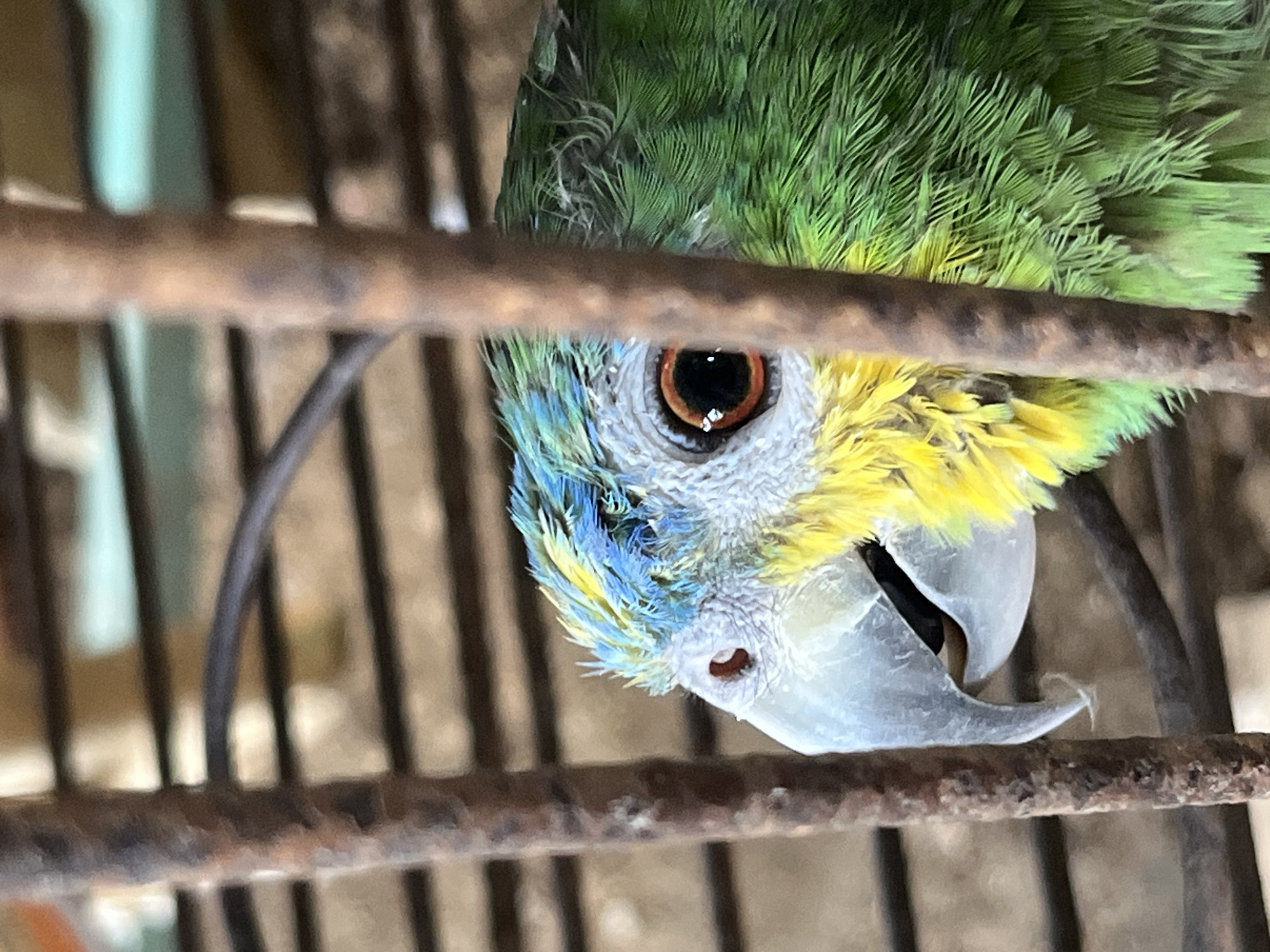 A parrot is perched inside a rusty cage in Tinaquillo, Venezuela. The bird has green, yellow, and blue feathers. Its beak is grey. The background is blurry and shows the inside of a building.