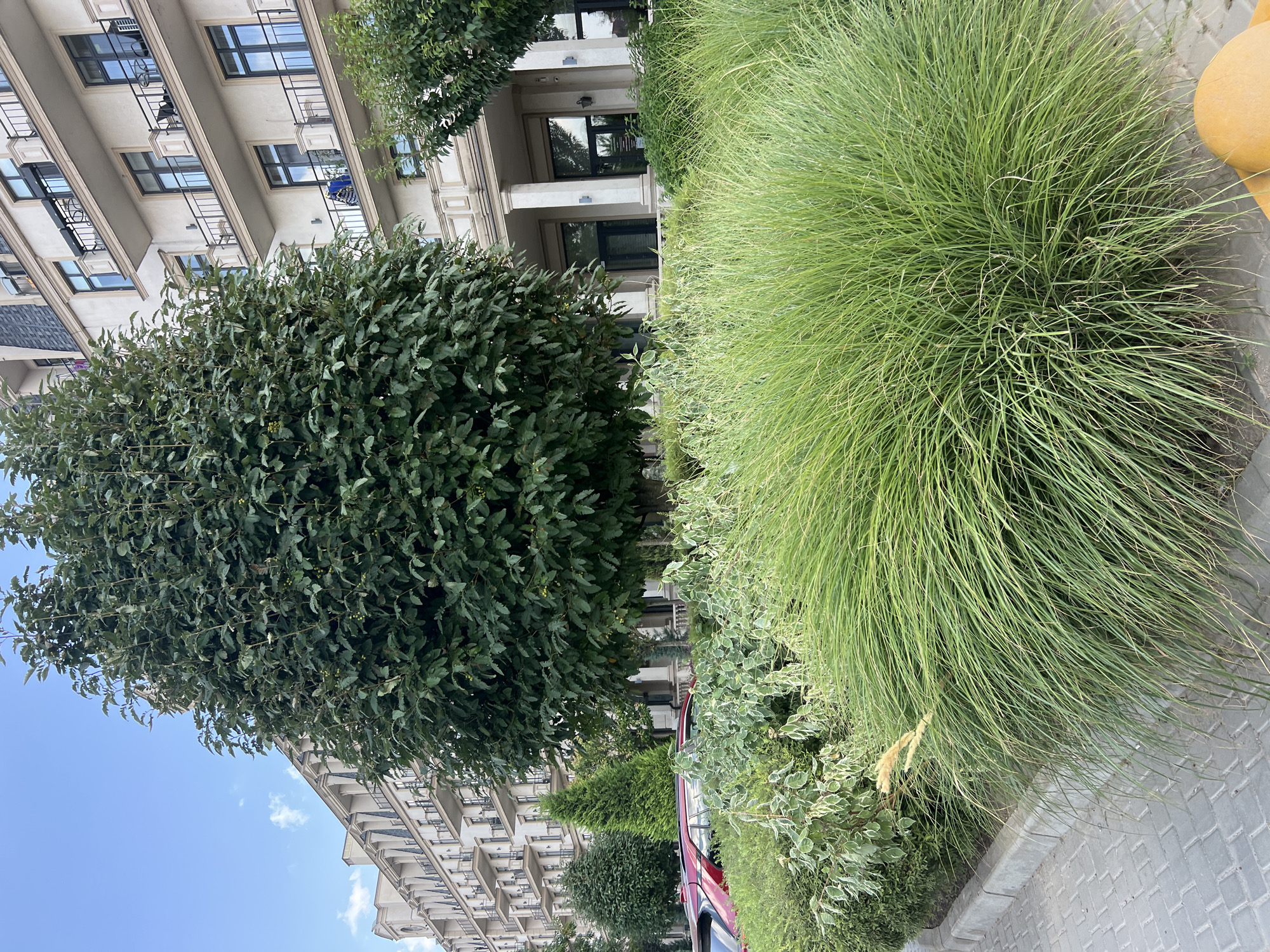 The image depicts a lush green garden area in front of a multi-story building. In the foreground, a large, dense clump of ornamental grass with thin, blade-like leaves dominates the lower right portion of the frame. To the left of the grass, a lower-lying shrub with variegated leaves is visible, bordering a grey brick sidewalk. Behind these plants, a tall, mature tree with dark green foliage is centered in the image, its branches reaching towards the sky. Further back, a portion of a light-colored, modern building is visible, featuring multiple balconies with black railings and dark-framed windows. A red car is partially visible parked behind a hedge in the mid-ground. The sky above is a clear blue with a few scattered white clouds. The scene appears to be a well-maintained urban landscape, potentially in Fontanka, Ukraine, given the context, suggesting a residential or commercial area with integrated green spaces. No people are present in the image, and no specific actions or interactions are occurring.