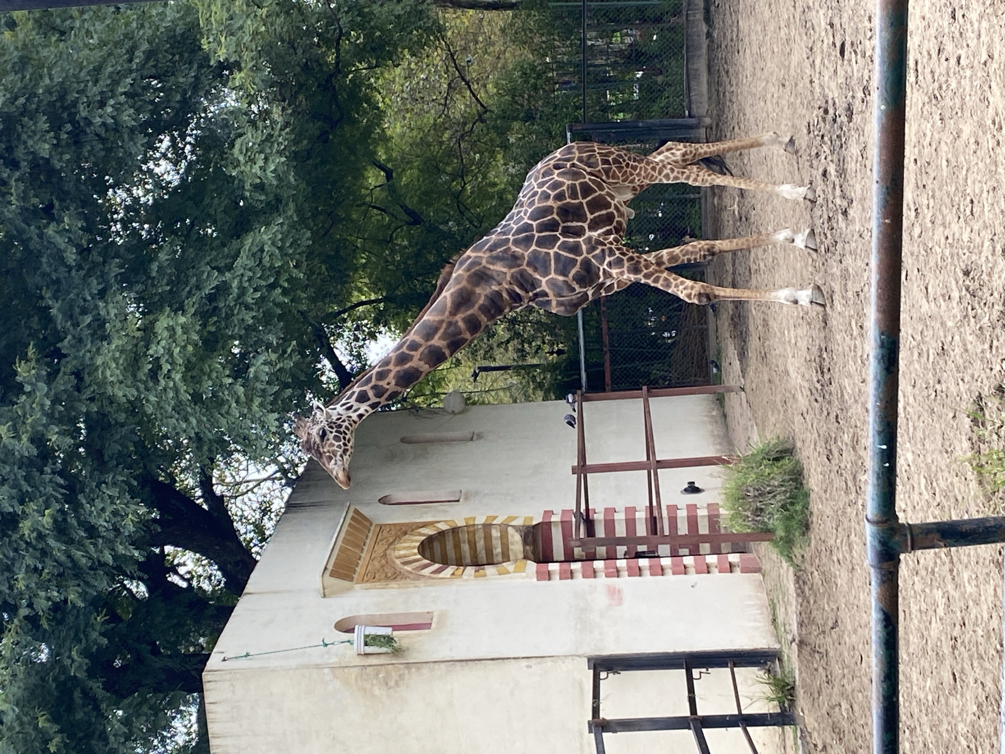 A giraffe is positioned within the Buenos Aires Zoo in Argentina. The giraffe, characterized by its distinctive spotted pattern, is situated near a light-colored building featuring a decorative archway. The zoo enclosure includes trees, a dirt surface, and a partial view of the enclosure fencing.