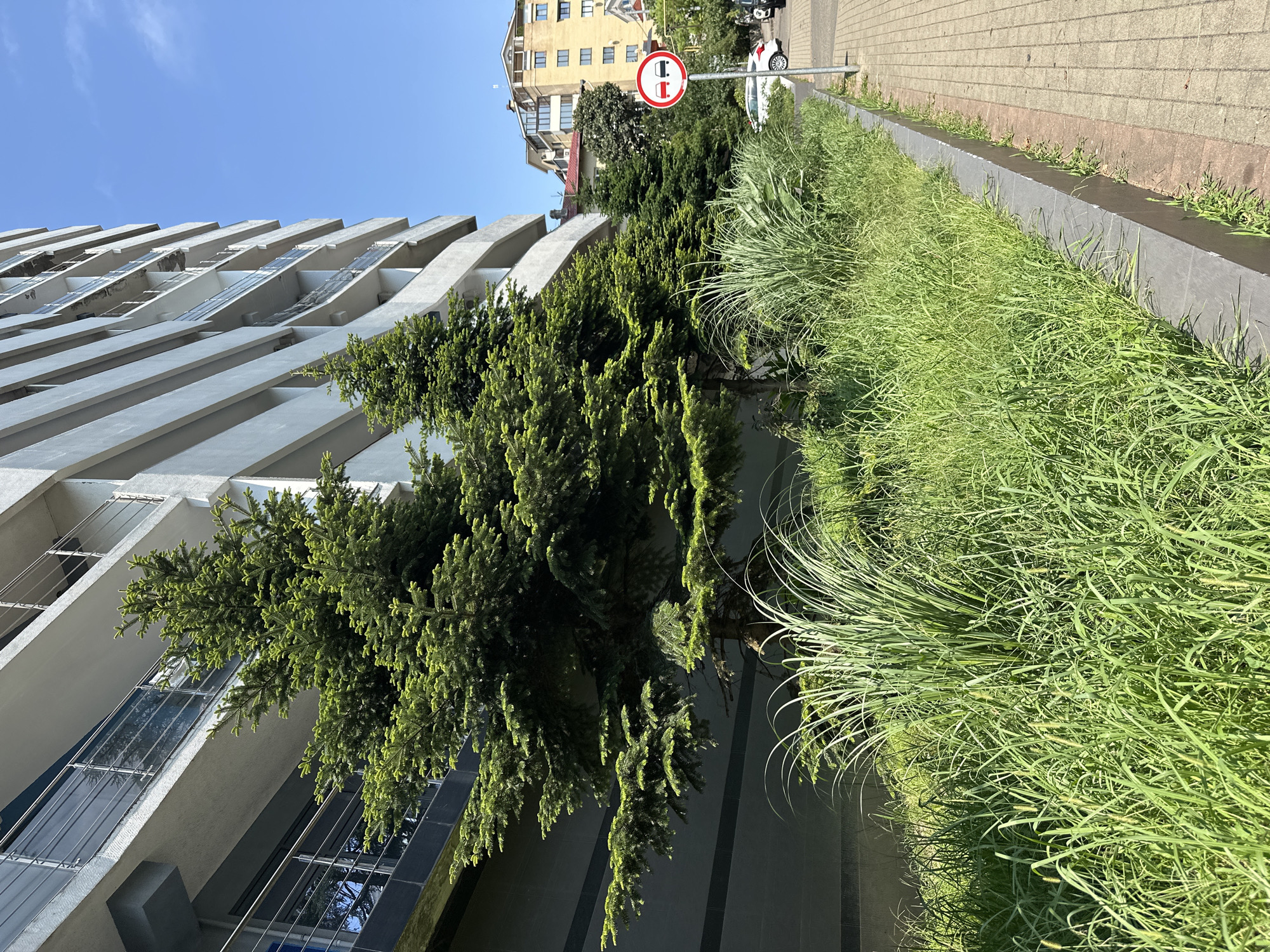 The image depicts an outdoor scene in Sochi, Russia, on a clear, sunny day. In the foreground, a concrete planter box filled with tall green grass and some smaller evergreen trees lines a paved sidewalk. To the left, a modern, multi-story building with balconies and gray siding dominates the frame. Two evergreen trees stand in front of the building, casting shadows on the surrounding vegetation. A street sign with a red circle and two black horizontal bars inside, indicating a "No Entry for Vehicles in Both Directions" restriction, is visible on the sidewalk to the right. Beyond the building and trees, other urban structures, including a yellow apartment building, are visible in the background. A white car is parked on the street to the right of the sign. The scene appears to be a street view in a residential or commercial area.