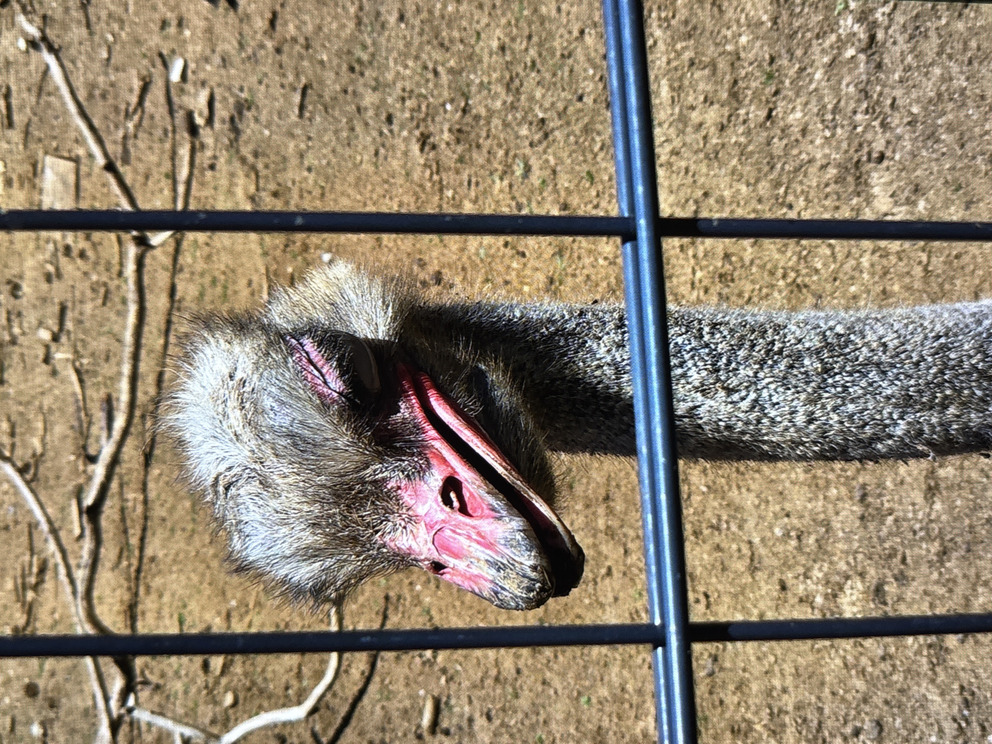 An ostrich is seen from above, with its head and neck angled across a dark metal cage-like fence. The ostrich has light gray feathers on its head, and a pinkish-red beak and face. The neck is speckled gray and tapers away from the head. The background is a mix of dirt and twigs. The scene is presumably in Reigate and Banstead, United Kingdom.