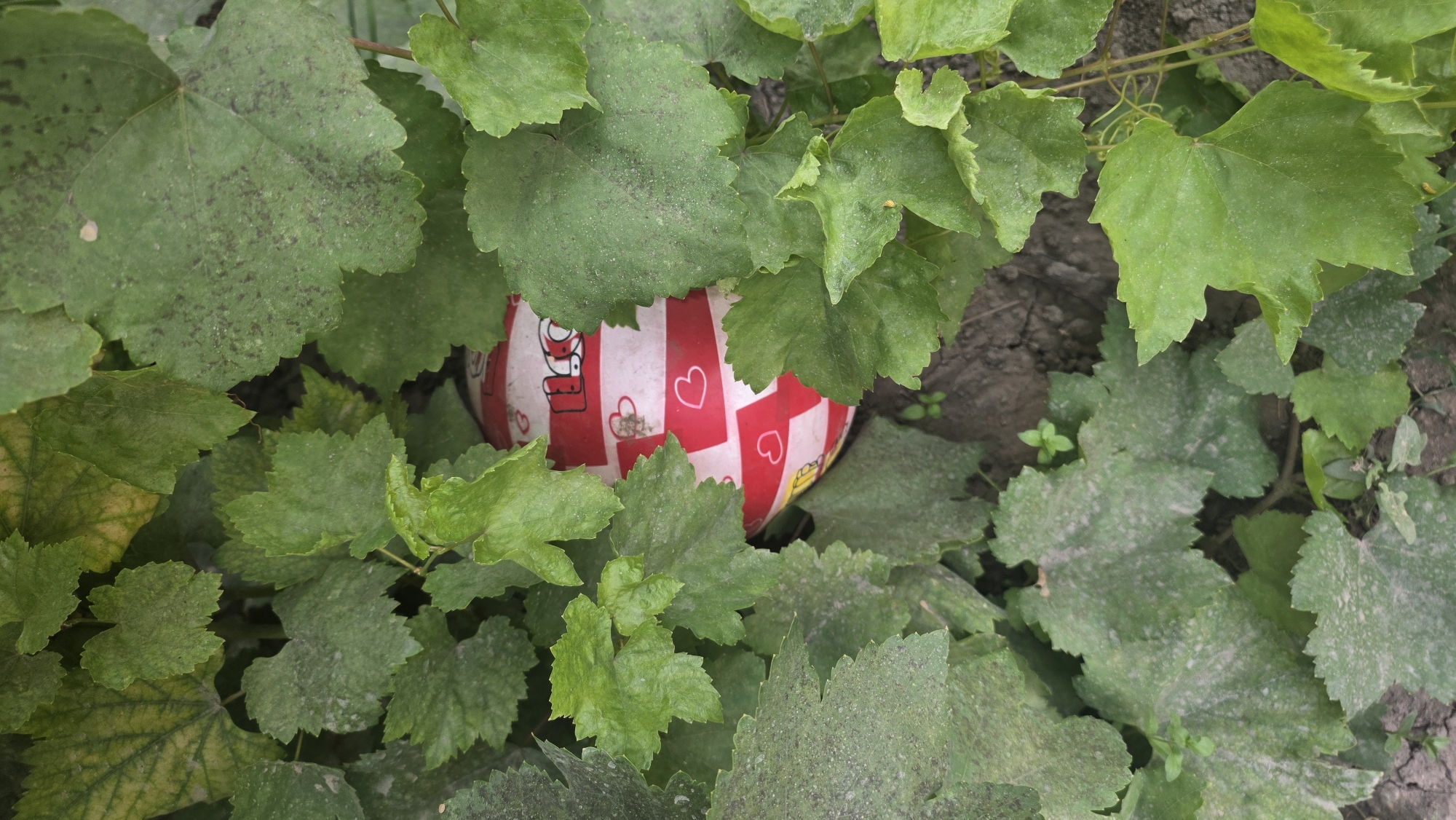 A red and white striped ball with cartoon hearts is partially obscured by green leaves. The ball appears to be a volleyball or similar inflatable toy. The leaves suggest an outdoor setting, possibly a garden or park. There is no visible indication of the specific location within the city of Chuy, Kyrgyzstan.