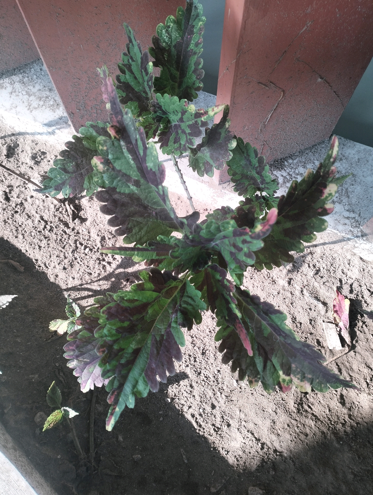 A close-up, overhead shot captures a vibrant Coleus plant with serrated leaves in shades of green, burgundy, and pink, growing in sandy soil. The plant is situated outdoors, adjacent to a rough, reddish-brown planter box, with a lighter-colored concrete surface visible to the left. Sunlight casts distinct shadows across the soil and the lower leaves of the plant. The background suggests an outdoor setting, possibly a garden or patio area in Bangunsari, Indonesia.