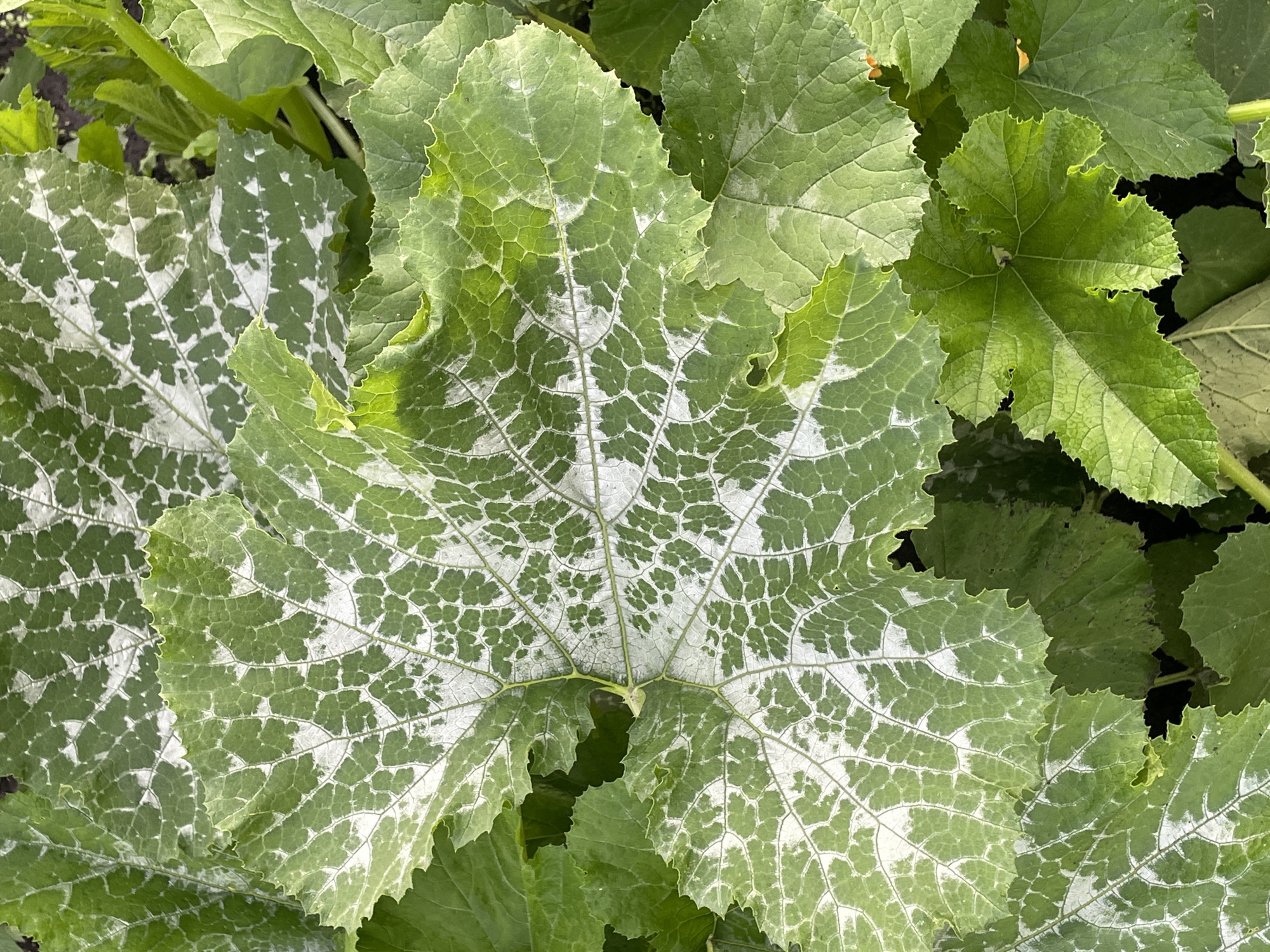 This media file is a close-up, overhead shot of large, green leaves in a garden setting in Маминское, Russia. The primary subject is a cluster of broad, deeply lobed leaves, characteristic of a plant like a squash or pumpkin vine. One prominent leaf in the foreground displays a distinct pattern of variegation, with intricate white markings creating a net-like appearance against the green base. Other leaves are a solid, vibrant green, some showing a slightly ruffled edge. The lighting suggests it is daytime, likely with natural light illuminating the scene. There are no people visible. The context implies an outdoor, natural environment, possibly a garden or a patch of overgrown vegetation. The focus is solely on the foliage, highlighting the textures and patterns of the leaves. There is no visible text in the image.