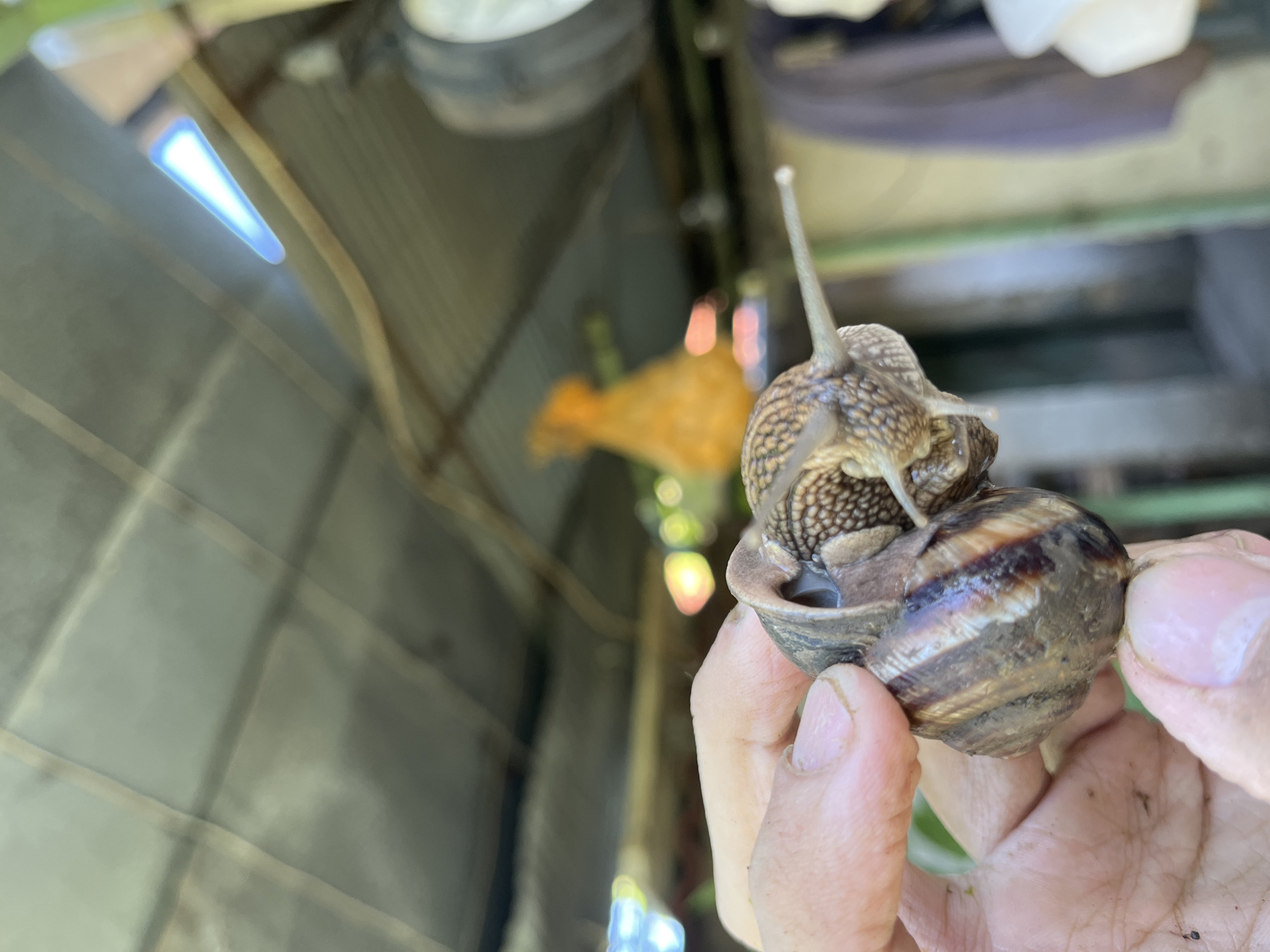 The image, taken in Tsarev Brod, Bulgaria, shows a close-up of two snails held in a person's hand. The snails are positioned one atop the other, with their antennae extended. The background is blurred, but appears to be an outdoor setting with a corrugated metal roof overhead, possibly part of a shed or outbuilding. The environment suggests a rural or semi-rural location. The focus is sharply on the snails and the hand, with the background elements out of focus.