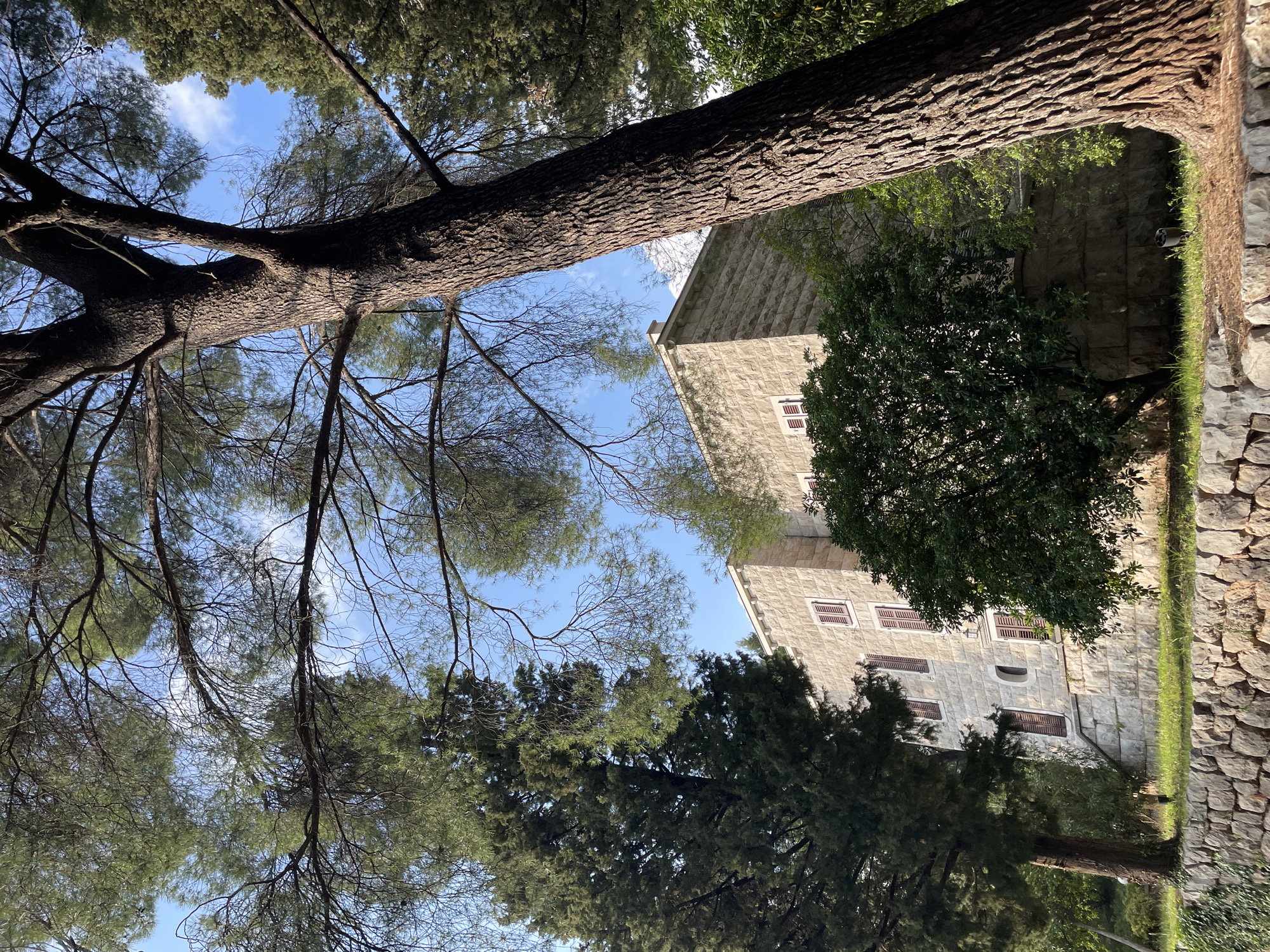 This image captures a vibrant outdoor scene from a low-angle perspective, looking upwards through a dense canopy of trees towards a historic stone building and the sky.
A massive tree trunk, characterized by its deeply textured, rough bark, dominates the foreground, extending diagonally across the left side of the frame. Numerous branches, both thick and slender, spread out from this main trunk and other nearby trees, creating an intricate network of dark lines against the sky. The foliage, primarily consisting of needle-like leaves, suggests coniferous trees, with patches of bright green and darker shadows.
Through the gaps in the tree canopy, a clear, bright blue sky is visible, dotted with a few wispy white clouds. The abundant sunlight suggests a clear and sunny day, likely late morning or early afternoon, as evidenced by the highlights on the tree bark and the building's facade.
In the mid-ground, to the right of the prominent tree, stands a multi-story building constructed from light-colored, textured stone blocks. It features multiple rectangular windows, each fitted with dark brown louvered shutters, most of which are closed. A small, arched window is also visible on one of the lower floors. The building's architecture appears historic and well-maintained.
To the far right, a low stone wall, similar in construction to the building, runs vertically, topped with a strip of green grass. More dense green foliage and trees are visible in the lower parts of the image.
There are no people or discernible activities taking place, and no visible text. The setting, with its stone architecture and Mediterranean-style trees, strongly aligns with the context of Sveti Stefan, Montenegro.