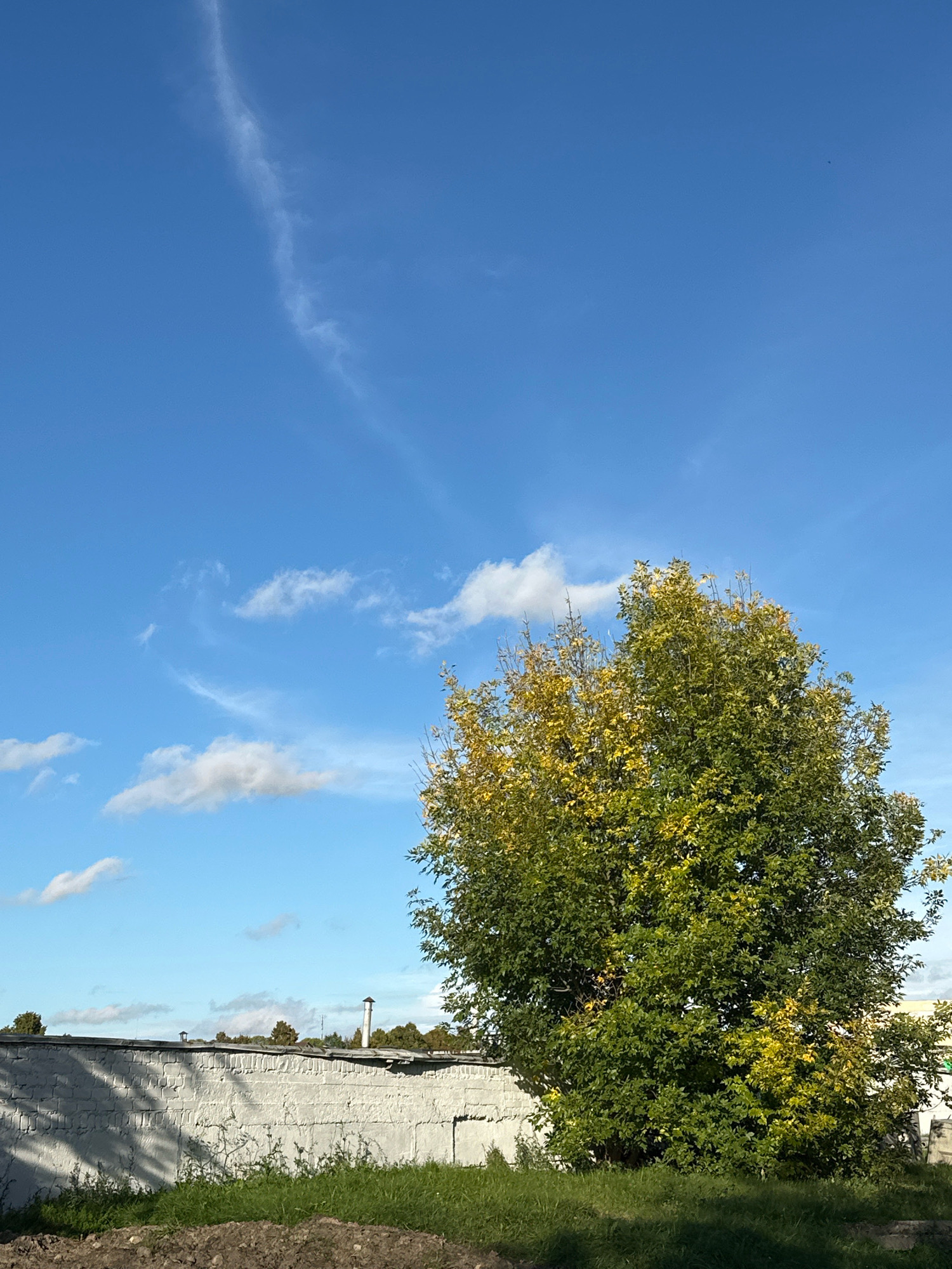 A full, eye-level shot captures an outdoor scene under a bright blue sky with scattered wispy white clouds. In the foreground, a rough patch of dirt and grass leads to a low, white brick wall that runs horizontally across the frame. Beyond the wall, a large, lush green tree with yellowing leaves stands prominently, its branches reaching upwards. Several small structures, possibly chimneys, are visible behind the wall. The overall impression is a clear, sunny day in a somewhat industrial or undeveloped area. The image has been cropped to focus on various elements of the scene.