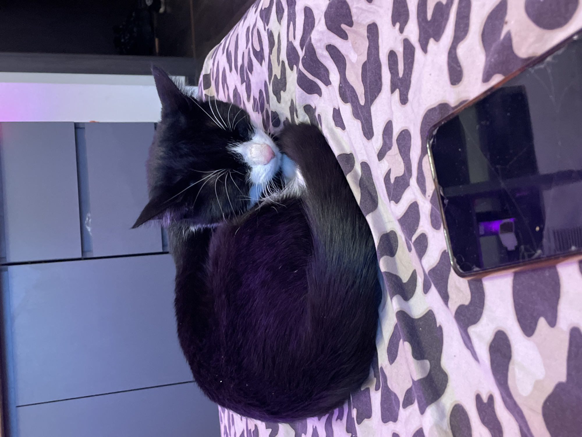 A black and white cat is sleeping curled up on a bed with a pink and purple camouflage pattern. The cat's eyes are closed, its nose is pink, and its whiskers are white. A dark-colored smartphone lies on the bed in the foreground, with its screen facing upwards. In the background, a tall, white object with pink and purple lighting is visible, as well as a dark cabinet. The overall lighting suggests an indoor setting, possibly a bedroom, with artificial lighting. The image's metadata indicates the location is Ladozhskoe Ozero, Russia.