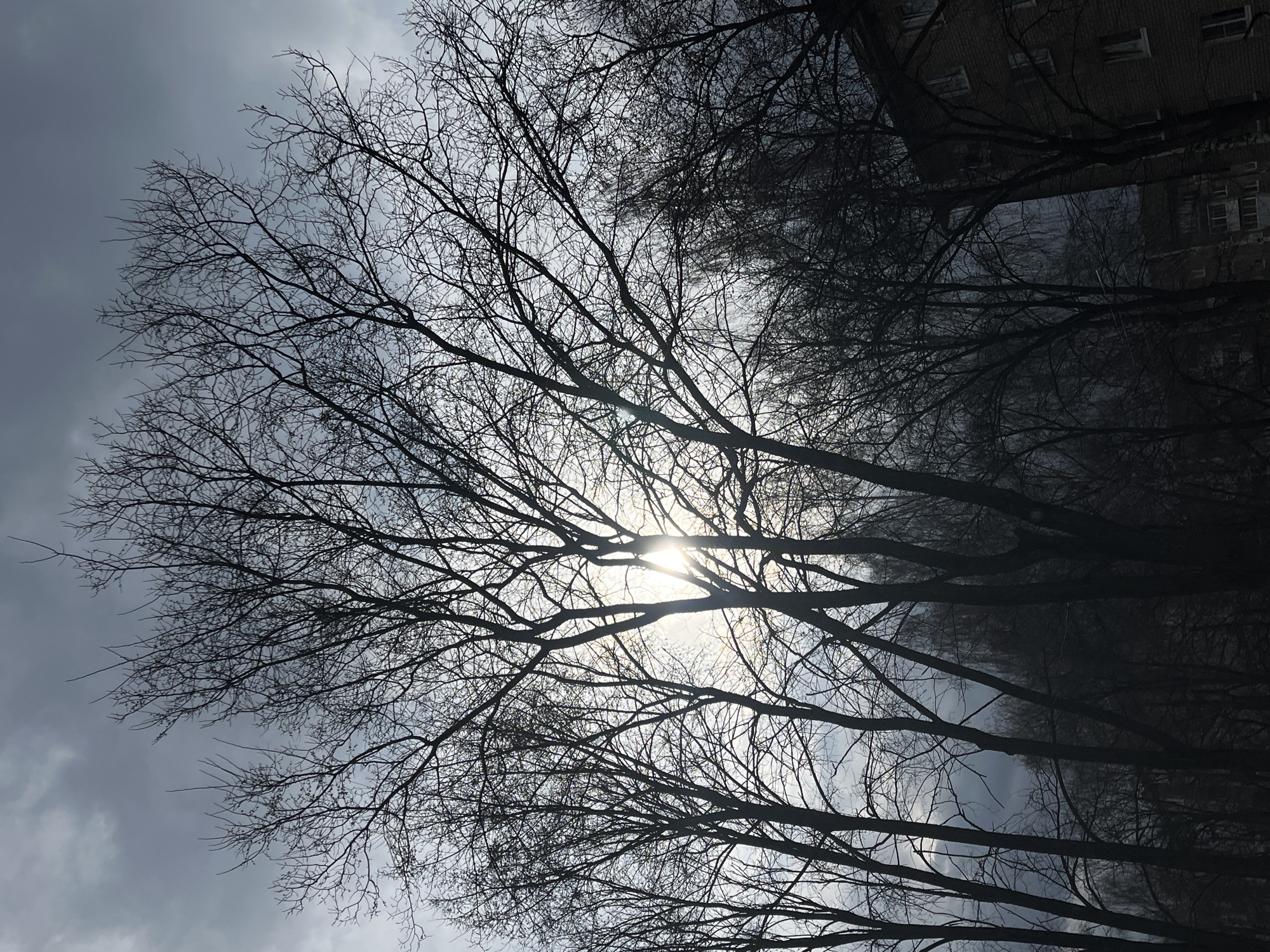 The image depicts bare tree branches silhouetted against a cloudy sky with the sun peeking through the branches. A building is visible in the upper right corner of the frame. The scene is a low-angle shot, looking up into the sky through the trees. While the location is presumed to be the city of Chaikovsky, Russia, there is no definitive visual confirmation of this in the image. No people, subjects, objects, actions, or interactions are seen, other than what is listed.