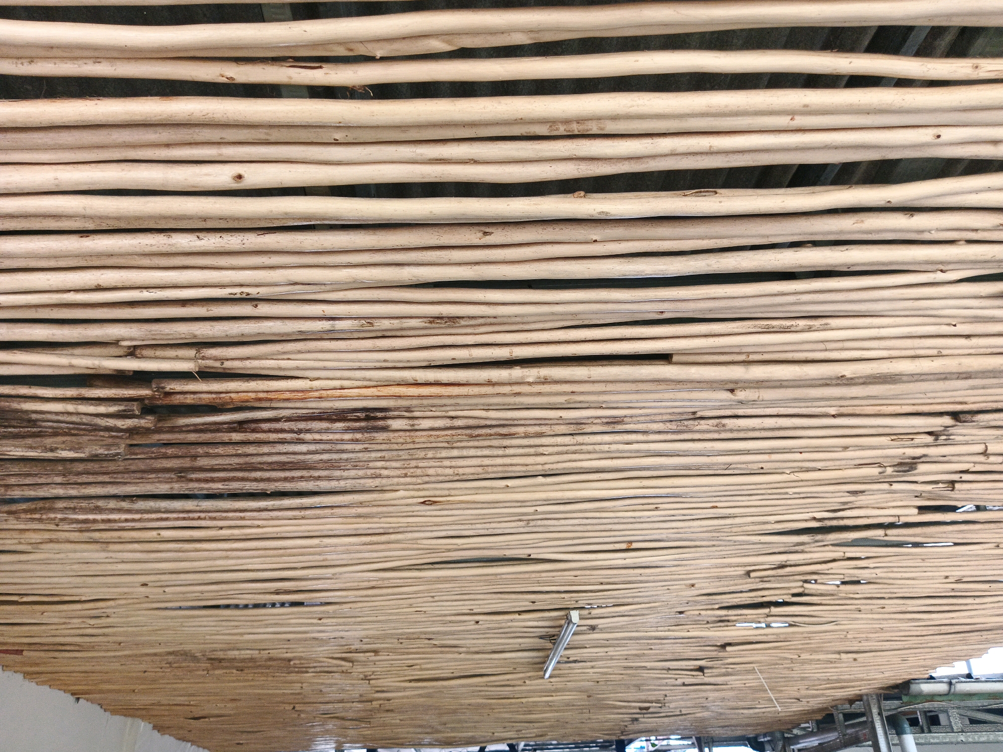 The image shows a close-up, overhead view of a ceiling constructed from horizontal bamboo poles. The bamboo poles are of varying diameters and have a natural, unvarnished finish, appearing light brown to tan in color. Some poles exhibit knots, irregularities, and a slightly weathered texture. The poles are densely packed, but there are visible gaps between some of them, allowing glimpses of a darker surface beneath, possibly corrugated metal or another layer of material. A small metal clip or fastener is visible in the lower center of the image, securing one of the bamboo poles. The lighting suggests an outdoor or semi-outdoor environment, as there are some variations in shadow and light across the surface. The image's perspective and focus are on the material of the ceiling itself, with no discernible context of the surrounding environment or location. There are no people or animals present in the image.
