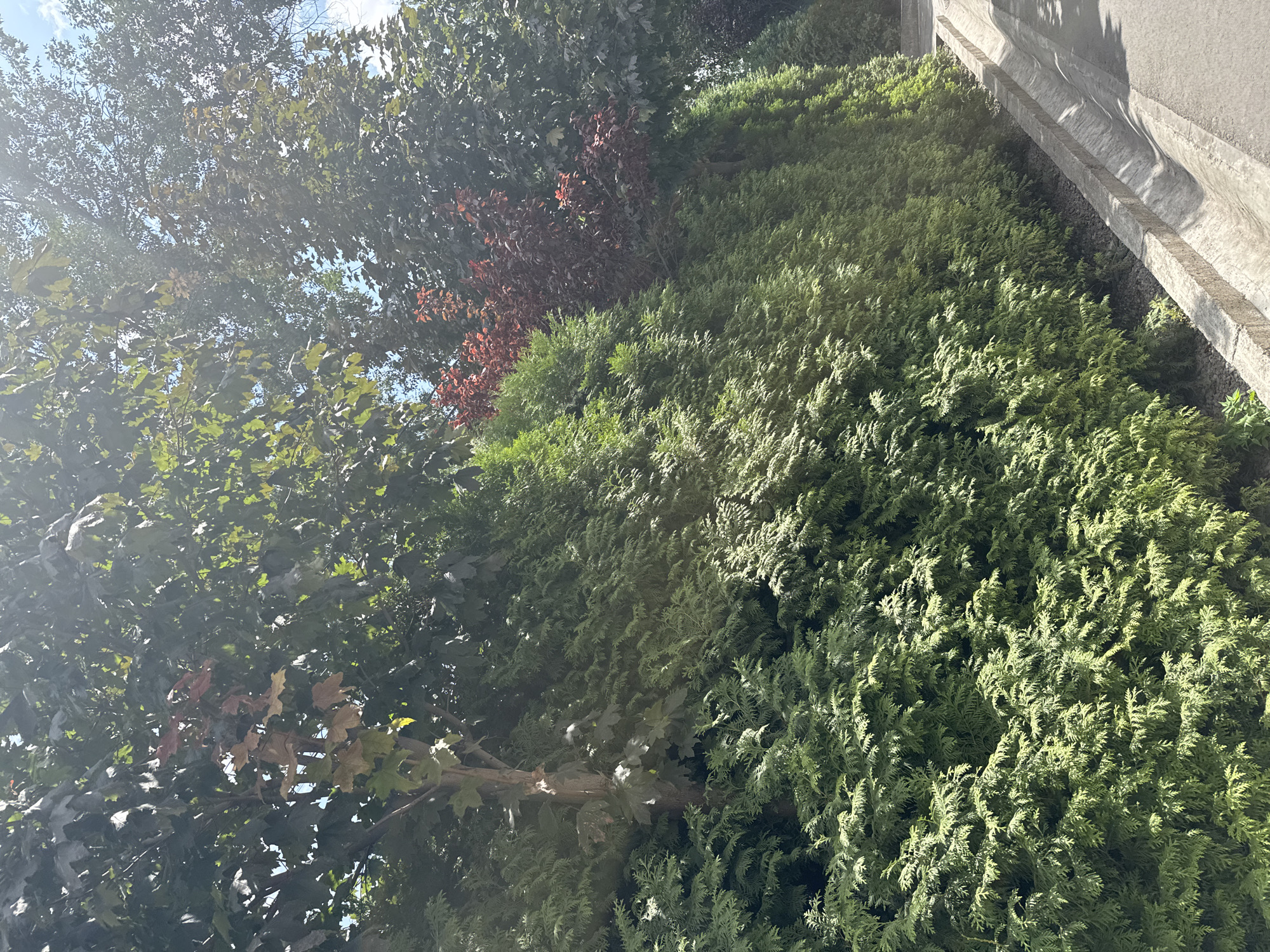In Bishkek City, Kyrgyzstan, a row of tall, dense green cypress trees forms a natural hedge along a concrete drainage ditch. Above the hedge, the canopy of mature trees, some with dark green leaves and others with reddish-brown foliage, creates a dappled shade. A paved path runs alongside the ditch, suggesting it might be a roadside or park area. The scene is bathed in bright sunlight, indicating a clear day. There are no people or animals visible in the image. The overall impression is one of a well-maintained urban green space.