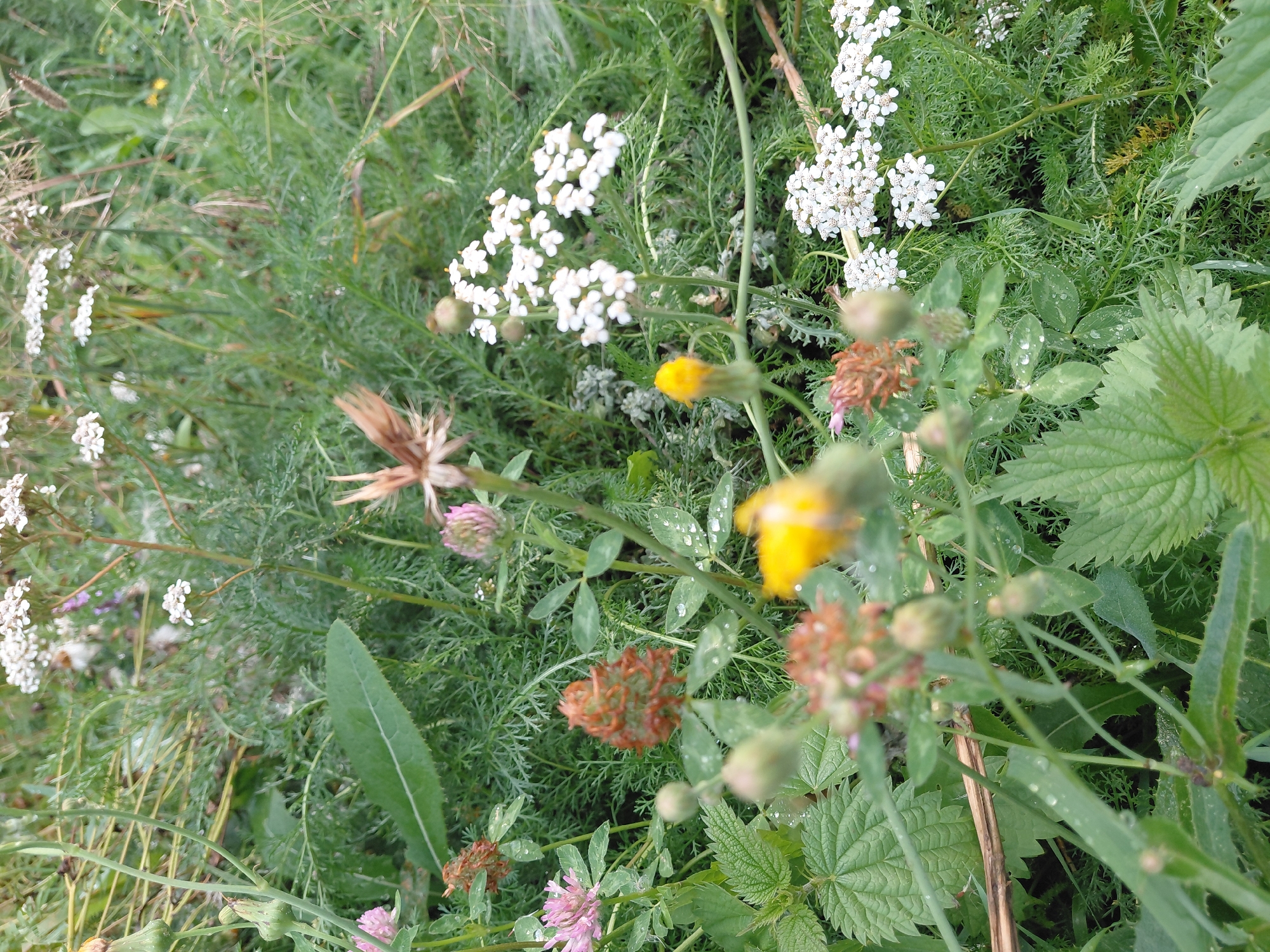 A close-up, slightly blurry photograph captures a patch of wild flora with dew drops on the leaves. In the foreground, prickly green leaves of a nettle plant are prominent. To the left, a pink clover bloom is visible, accompanied by a reddish-brown, seed-like cluster. A single yellow flower bud, partially open, is centrally located. Behind these, a cluster of small white flowers, possibly yarrow, are arranged in an umbel formation. Further back, a large, elongated green leaf with a prominent vein runs diagonally across the frame. The background consists of dense green foliage and grass, creating a natural, untamed environment. There are no people or man-made structures visible in the image. The setting appears to be an outdoor, natural environment, possibly a meadow or uncultivated area.