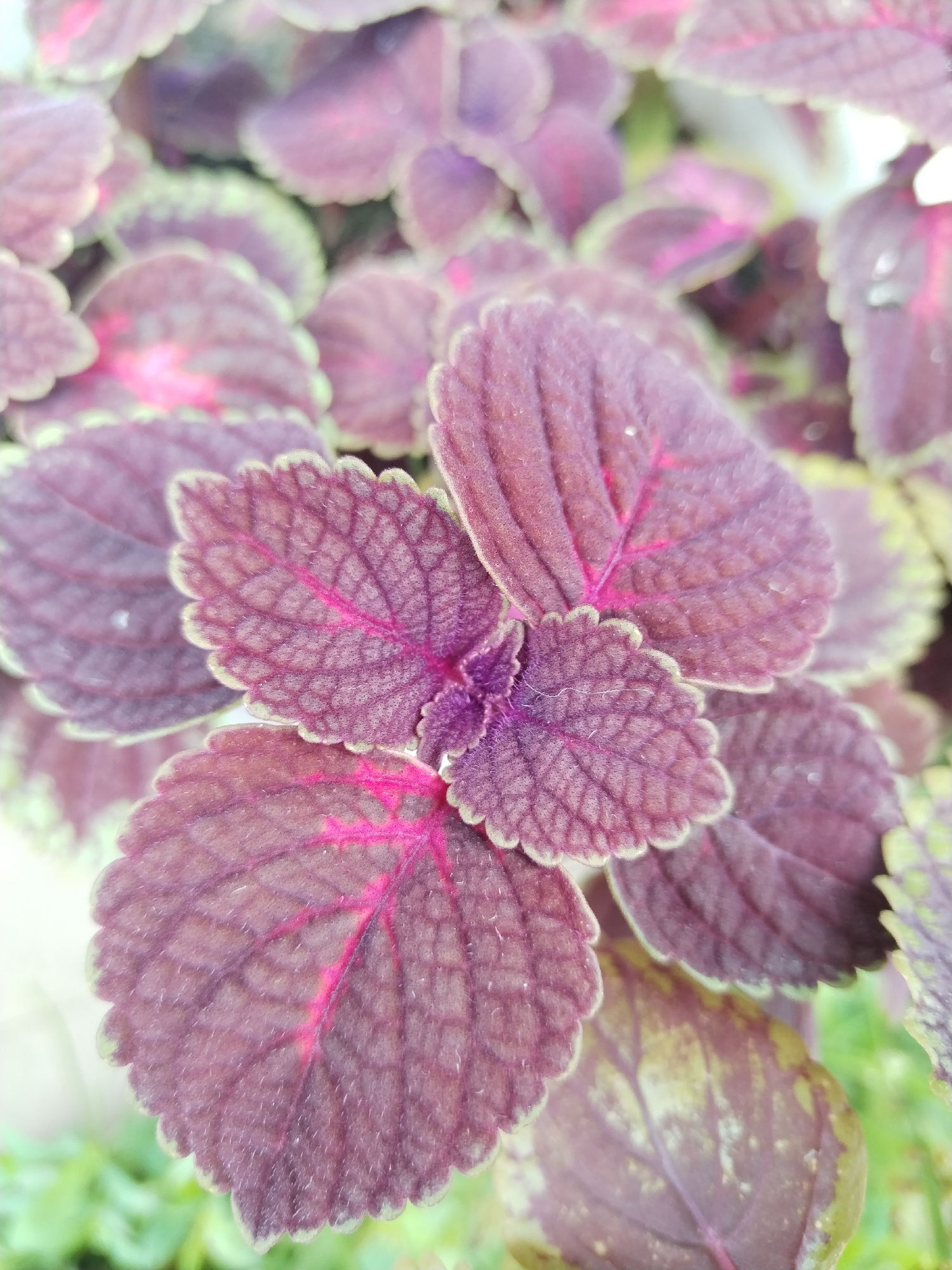 The image shows a close-up view of the leaves of a coleus plant. The leaves are a deep burgundy color with prominent, lighter pink veins. The edges of the leaves are serrated and have a thin, pale green border. The texture of the leaves appears slightly fuzzy or velvety. The background is blurred, showing hints of green foliage and possibly other coleus plants. The lighting is natural and appears to be from an overcast sky or shade, as there are no harsh shadows. The photograph is taken from a slightly elevated angle, looking down at the cluster of leaves. There is no indication of the location in the city of Акбердино, Russia.