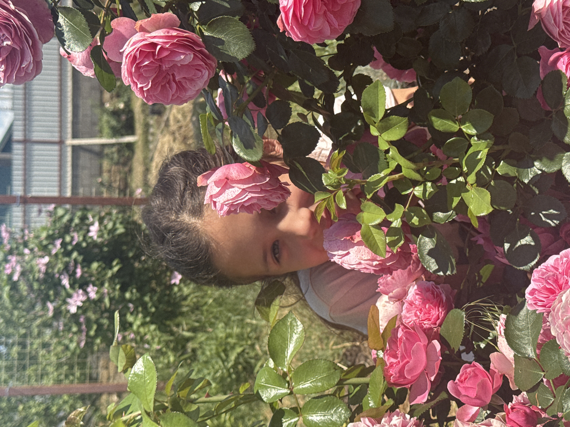 An eye-level, medium shot captures a young girl peeking through a dense cluster of pink roses in an outdoor setting. The girl, with dark hair pulled back, is partially obscured by the vibrant flowers and green leaves, revealing her face from the nose up. She is looking directly at the camera with wide, blue eyes. Her skin appears fair, and she is wearing a light-colored shirt.
The foreground is dominated by the lush rose bushes, with several fully bloomed pink roses and abundant green foliage. Sunlight filters through the leaves, creating dappled shadows and highlighting the texture of the petals and leaves.
In the background, a blurred scene unfolds. A metal fence runs horizontally across the mid-ground, with a building and more greenery visible beyond it. The overall environment suggests a garden or yard in a rural or suburban location, under a bright sky. The image is sharpest on the girl's face and the roses closest to the camera.