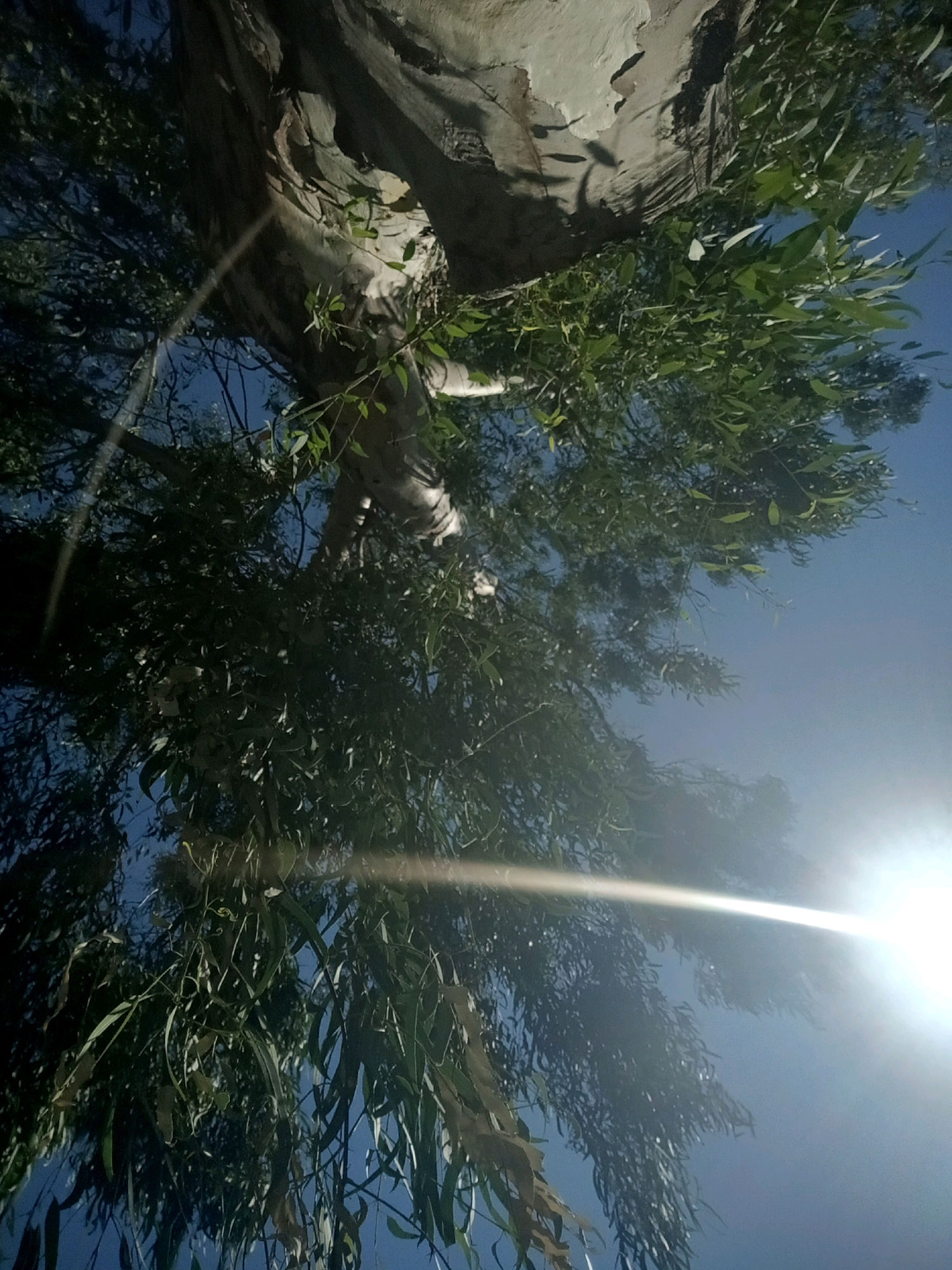 A low-angle shot captures the trunk and foliage of a tree against a clear blue sky. The trunk, textured and pale, is partially obscured by the dense green leaves and branches that cascade downwards. Sunlight beams in from the right side of the frame, creating a lens flare that extends across the image and casts a bright glow on the foliage. The scene appears to be outdoors in a natural setting, possibly a park or a backyard within a city. No people are present in the image.