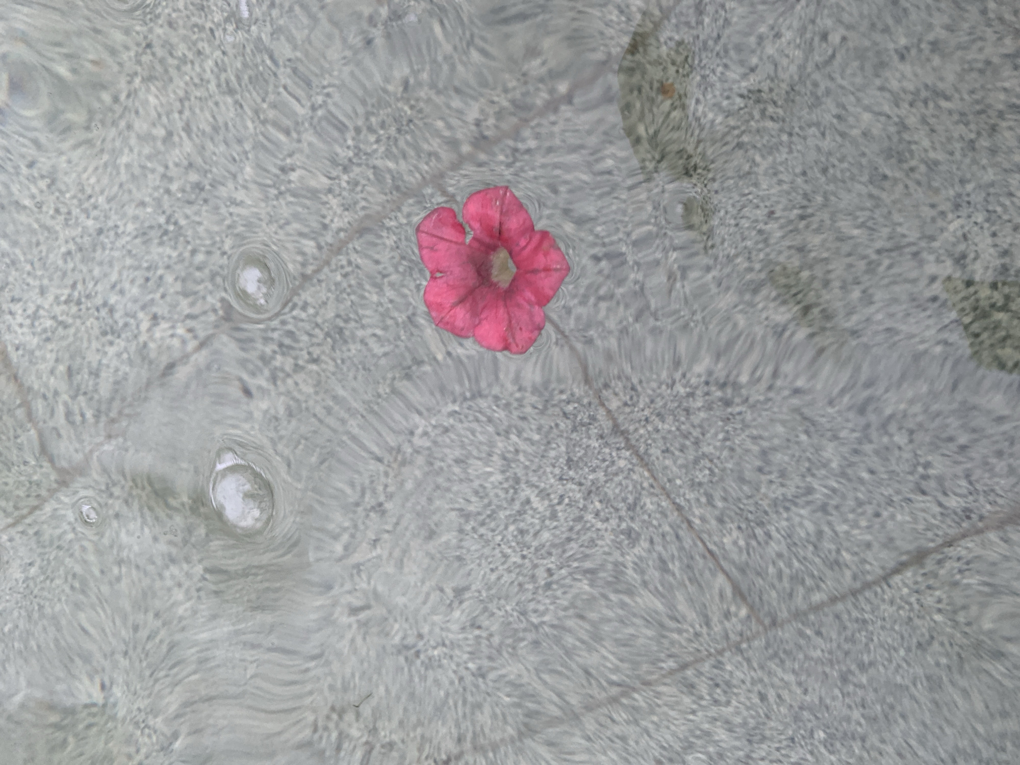 A top-down shot shows a pink flower floating in a shallow pool of water. The water is clear and the bottom of the pool is visible, with light gray tiles and some algae growth in the upper right corner. The water surface is rippled, creating patterns of light and shadow. The flower is centrally located in the frame. Air bubbles are also visible in the water. The pool appears to be located outdoors. There is nothing in the image that explicitly identifies the location as Chaikovsky, Russia.