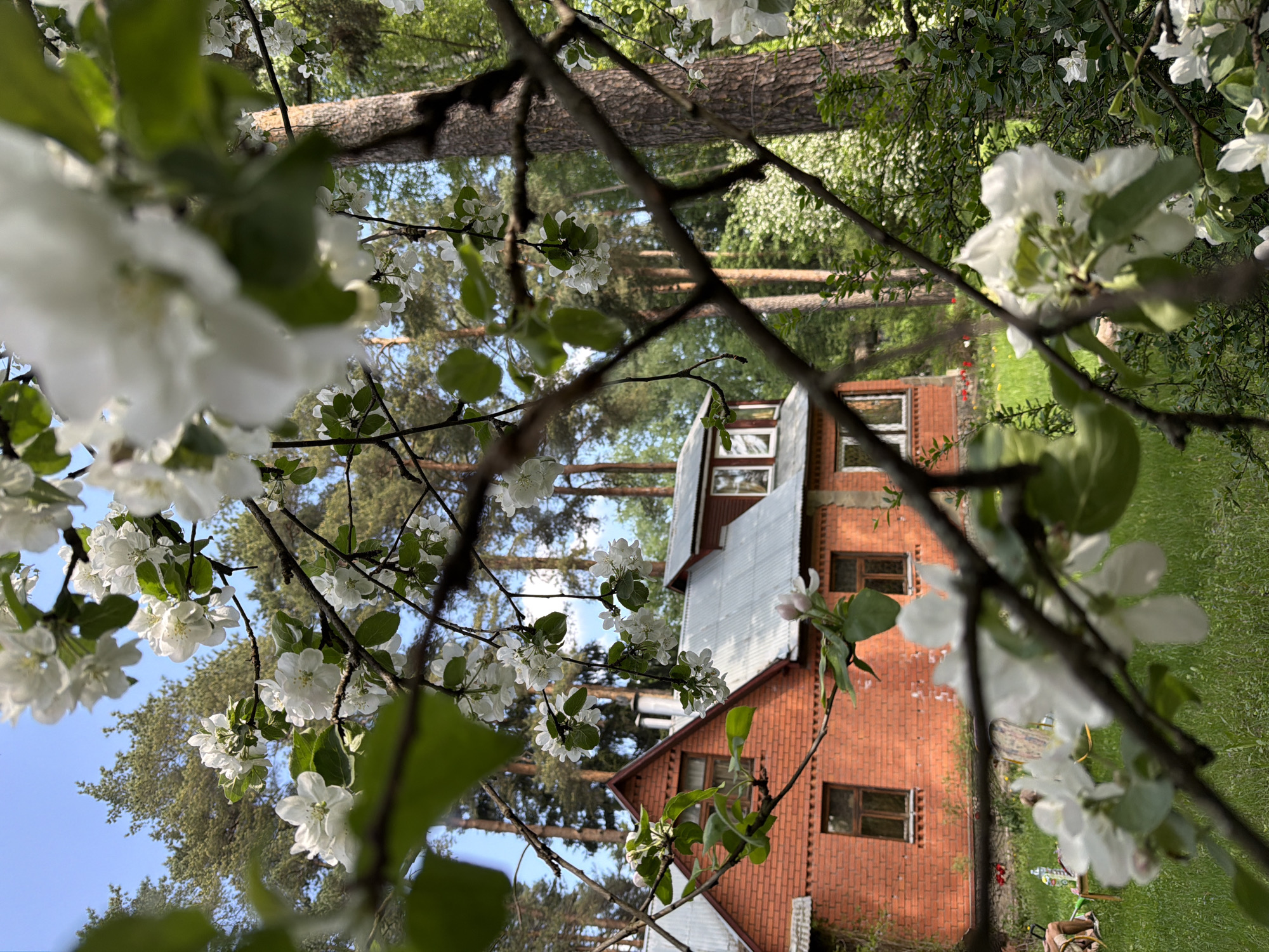 A red brick house with a gray roof is partially obscured by flowering branches of a tree in Udelnaya, Russia. The house has multiple windows and a multi-level roof. Tall trees stand behind the house, and green grass covers the surrounding area. White blossoms are abundant on the tree branches in the foreground, partially obscuring the view. Bare branches intersect with the flowering ones. The sky is visible through the branches and foliage.