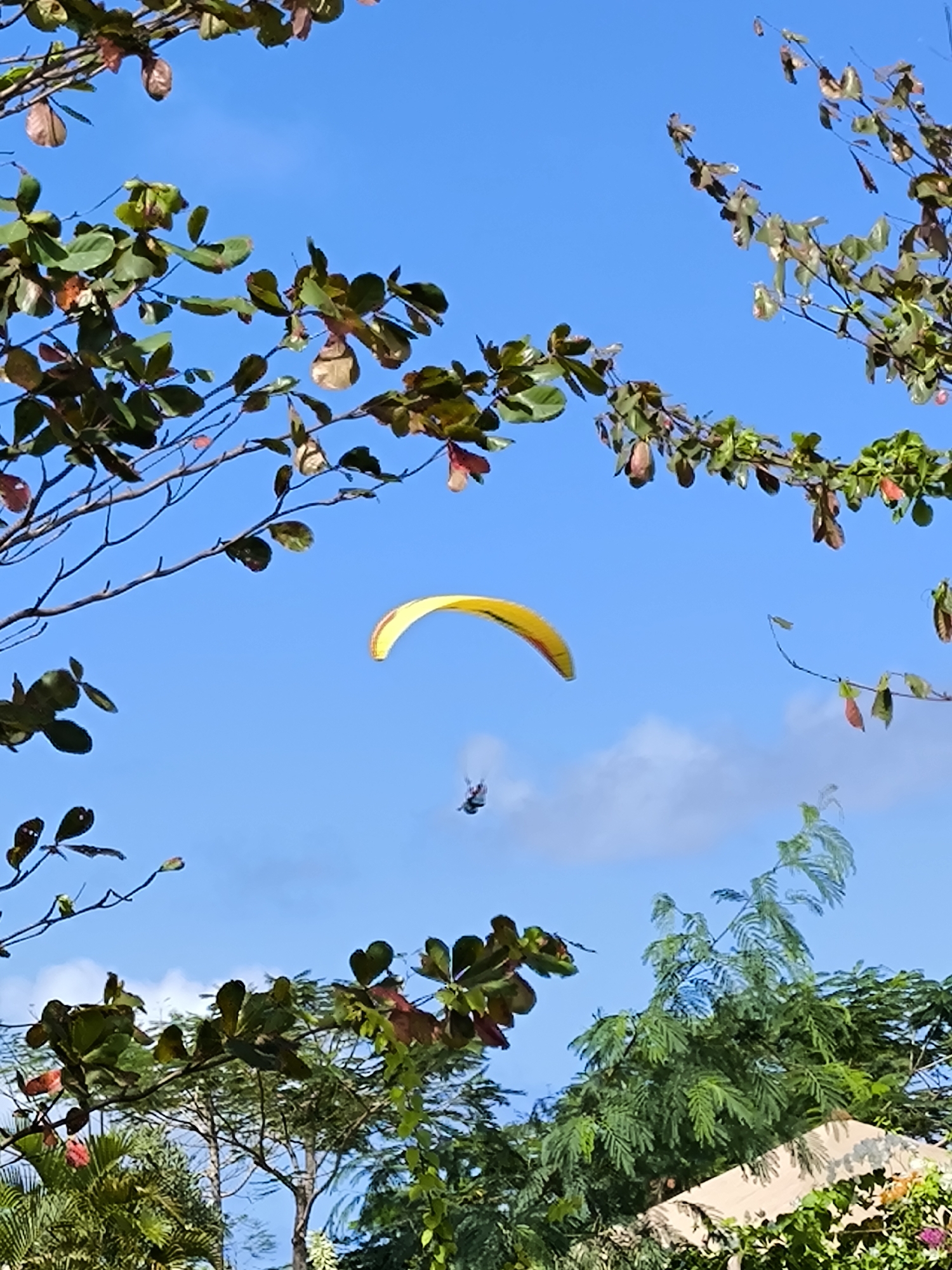 The image shows a paraglider in the sky, framed by trees and foliage, on a sunny day. The paraglider is predominantly yellow, suspended in the blue sky with the operator underneath. The trees feature green and red leaves, and a building is visible in the lower right corner. The location is Unknown.