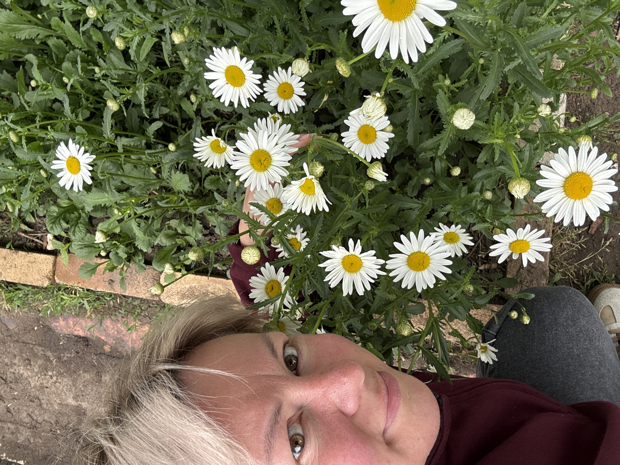 A fair-skinned woman with short, light blonde hair is depicted looking directly at the camera with a slight smile. She is wearing a dark maroon long-sleeved top and dark gray pants. Her right hand is positioned among a dense patch of white daisies with prominent yellow centers, many of which are in full bloom, with numerous closed buds also present among the green foliage. The scene is outdoors, indicating a garden bed in the city of Chaikovsky, Russia. To the upper right and middle right of the frame, a visible border of reddish-brown bricks separates the cultivated daisy patch from an area of dark, uneven soil containing sparse green vegetation. A small portion of a light-colored shoe is visible at the bottom edge of the frame.