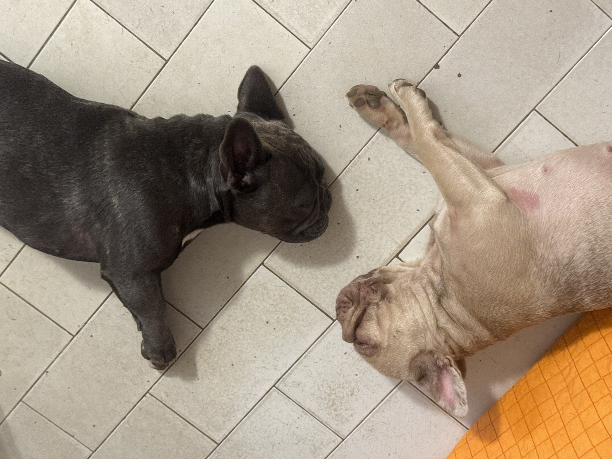 Two French Bulldogs are resting on a tiled floor. One dog is dark gray and is lying on its side with its head turned. The other dog is a lighter fawn color and is lying on its back, with its head turned to the side. An orange textured object is partially visible on the left side of the frame, likely a blanket or cushion. The scene appears to be indoors, on a light-colored tiled floor. The image was taken in San Benedetto del Tronto, Italy.