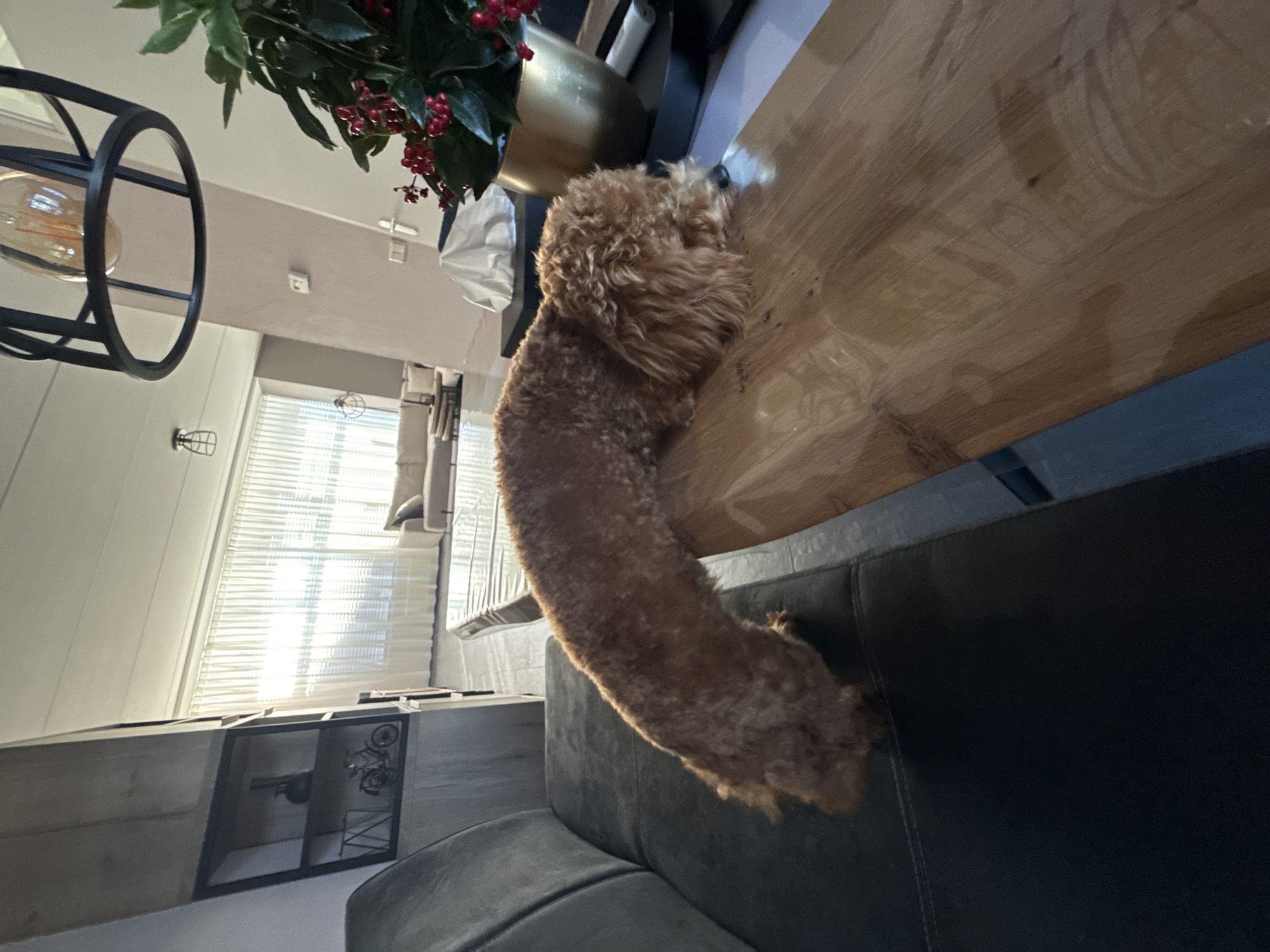 In a modern living room in Marum, Netherlands, a small, light brown poodle rests its head on a wooden dining table. The dog is curled up on the edge of the table, with its body extending onto a dark grey sofa. Behind the dog, sheer white curtains cover large windows, allowing natural light to illuminate the room. A tall, gold planter with red berries and green leaves sits on the table to the right of the dog. In the background, a couch and chairs are visible in a dimly lit seating area. The room features a black metal chandelier hanging from the ceiling and a black shelf unit with decorative items.