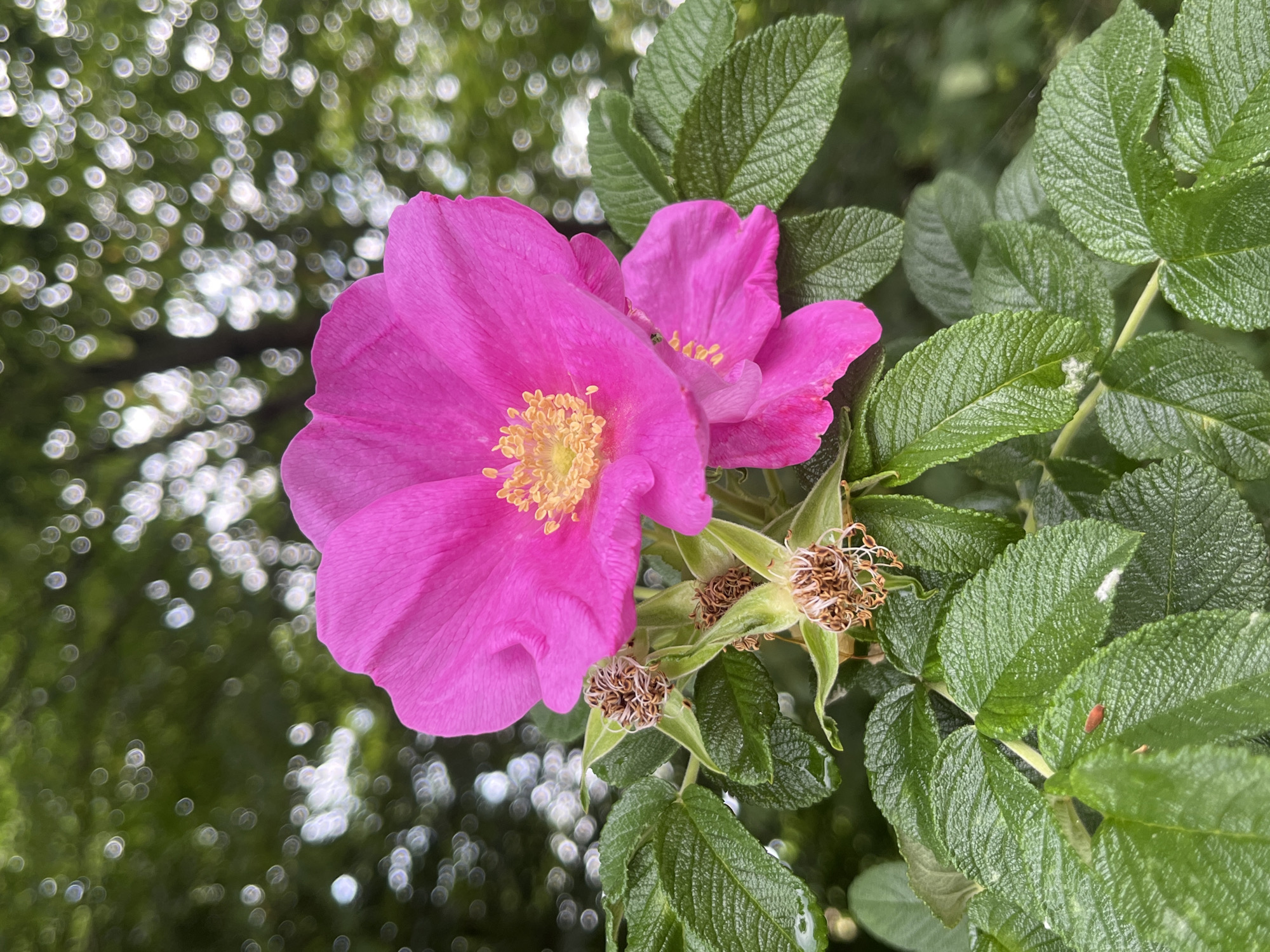 A close-up shot shows a cluster of bright pink wild rose flowers in bloom, with their vibrant petals and yellow stamens prominently displayed. Surrounding the flowers are lush green leaves, some with water droplets, indicating recent rain or dew. The background is a soft blur of green foliage and bokeh lights, suggesting an outdoor natural setting. There are no people or animals visible in the frame. The overall impression is one of natural beauty and tranquility. The image was taken in Saint Vith, Belgium.