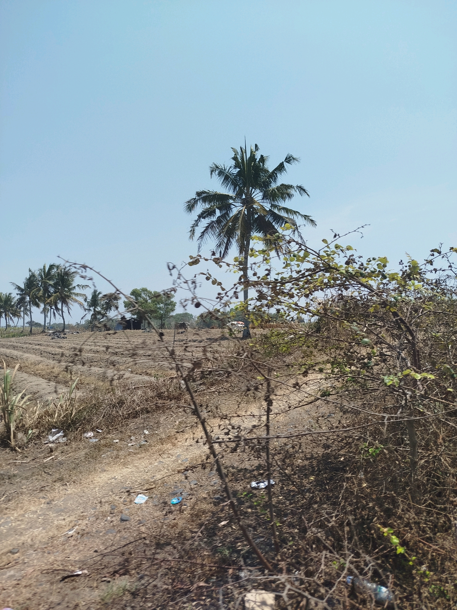 The image captures a rural scene in Setrojenar, Indonesia, under a clear, pale blue sky. In the foreground, a dirt path runs diagonally from the lower left to the upper center, with sparse, dry vegetation and debris scattered along its edges. A thorny bush with small green leaves dominates the right side of the frame, partially obscuring the view beyond. In the midground, a field of tilled, dry earth is visible, characterized by furrows and rows. A line of palm trees stretches across the background, some appearing taller and fuller than others. A small, dark-colored structure, possibly a shed or small building, is situated among the trees. The overall impression is one of a dry, sun-drenched rural landscape.