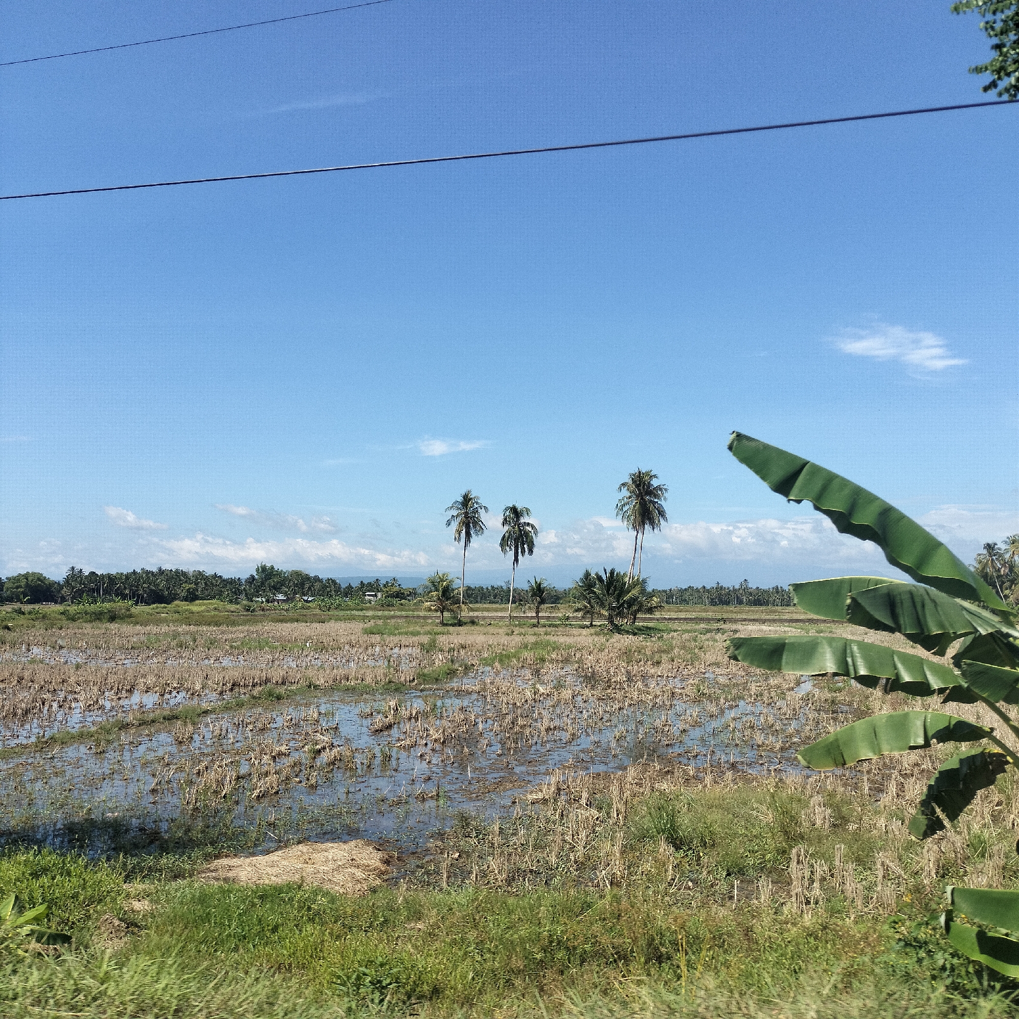 The image captures a bright, sunny rural landscape in Kualadua, Indonesia, featuring a vast, wet field with harvested crop stubble. The foreground on the right is partially framed by large, green banana leaves, with patches of green grass and dry straw along the bottom edge.
In the mid-ground, multiple clusters of tall palm trees rise from the fields, while a dense line of various tropical trees forms a lush green horizon in the distance. The field itself appears to be a rice paddy, currently in a post-harvest state, with water reflecting the sky amidst the remnants of the crops.
The upper portion of the frame is dominated by a clear, bright blue sky with a few scattered wispy white clouds. Two thin utility wires stretch horizontally across the sky, adding a subtle man-made element to the otherwise natural scene.
The time of day is clearly daytime, characterized by bright sunlight and minimal shadows. The weather is clear and pleasant. No specific activity is depicted, and there are no people or visible text in the image. The overall impression is one of a serene and vast agricultural setting under a clear sky.