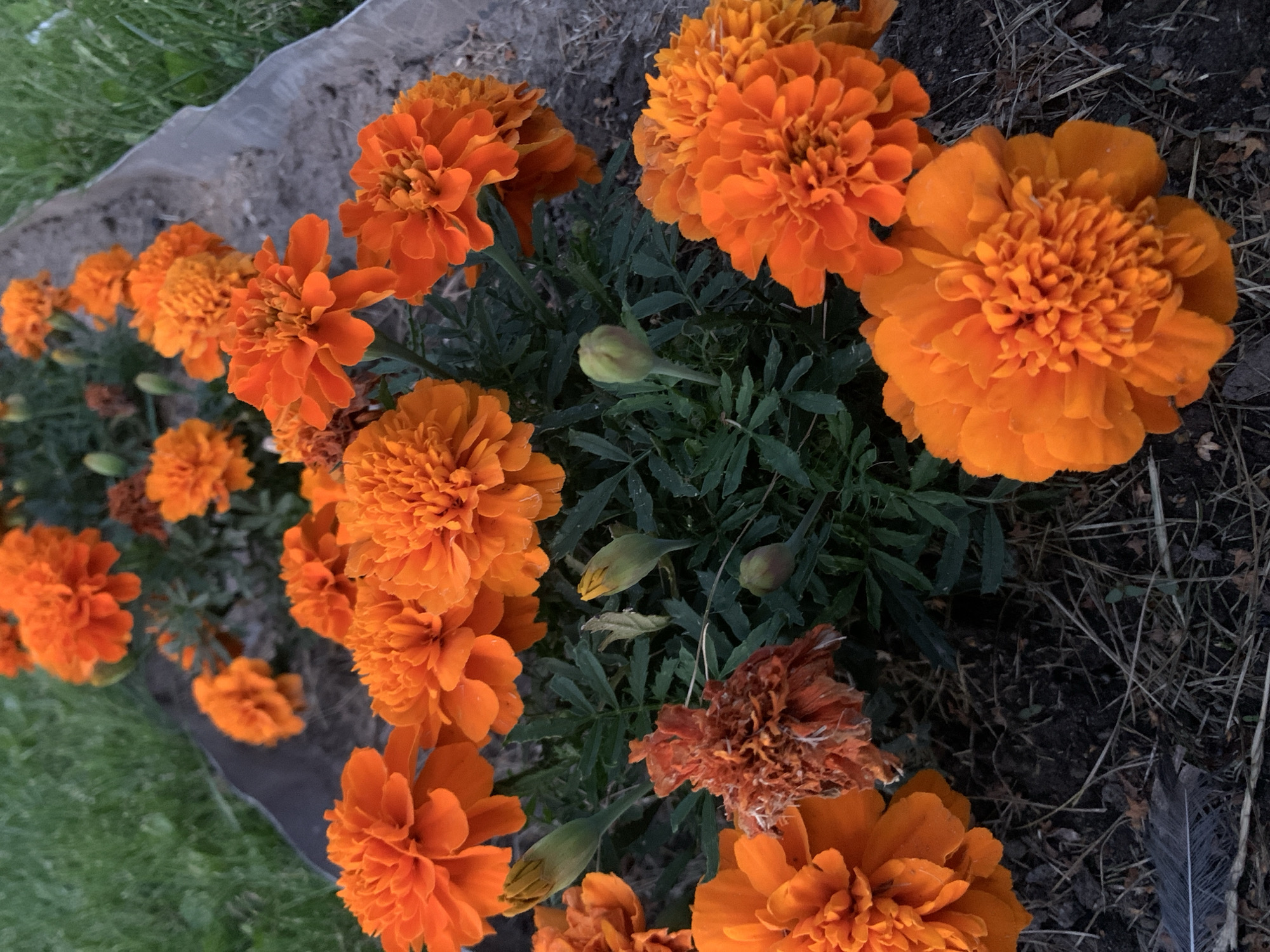 The image depicts a cluster of bright orange marigolds in a garden bed, likely in Kapyĺ, Belarus. The flowers are in various stages of bloom, with some fully open and others as buds. The foliage is a dark green, and the soil appears to be a rich, dark brown. In the background, a strip of green grass is visible, bordered by a gray, weathered edge of the garden bed. A single, dark feather lies on the soil in the lower left portion of the frame. There are no people or animals present, and no discernible actions or interactions are occurring. The scene is static and focuses solely on the floral arrangement.