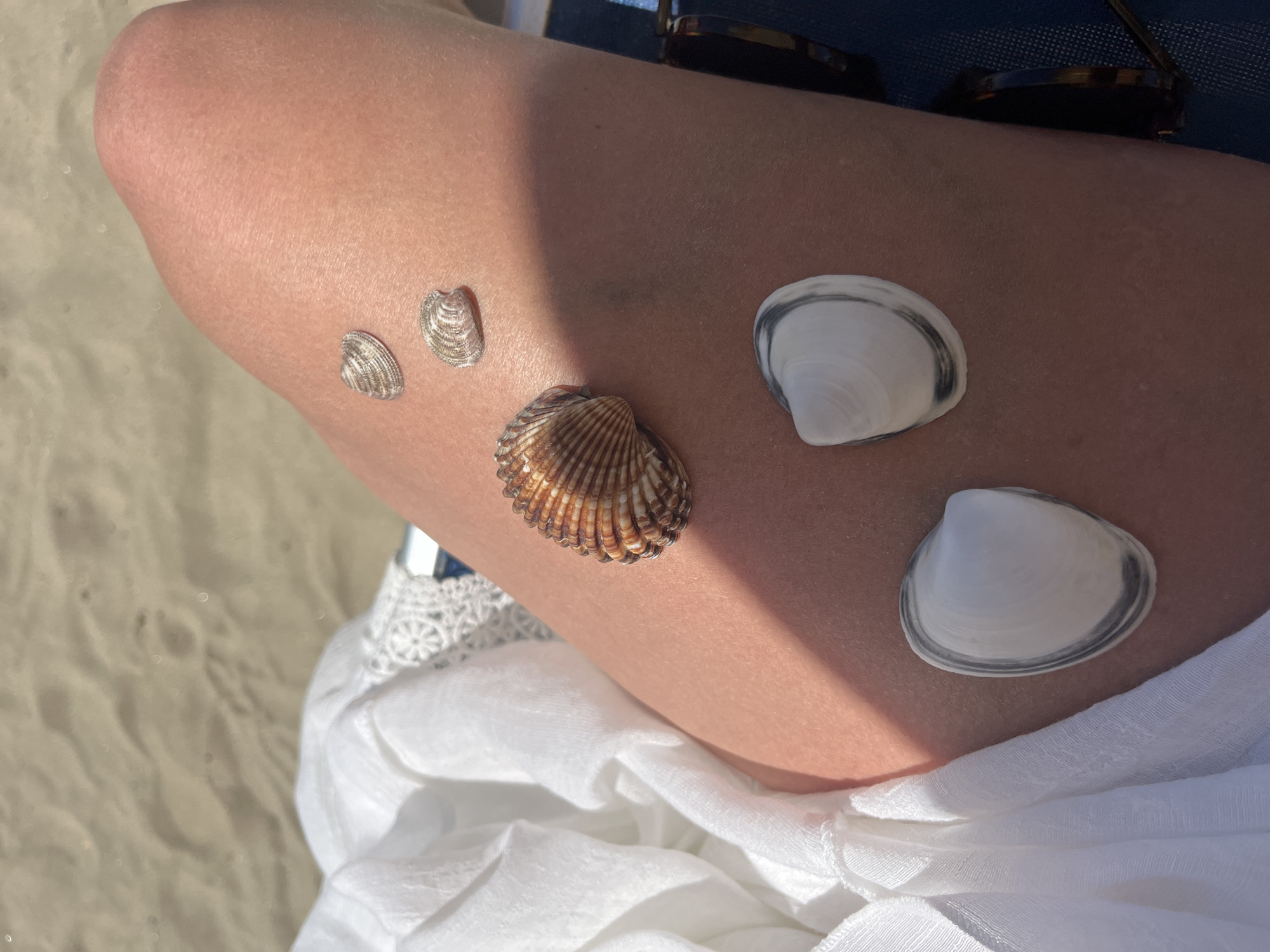 The image shows a person sitting, presumably outdoors, with several seashells placed on their leg. The leg is light-skinned and partly shadowed. There are five seashells in total: two small, similar-looking shells at the upper left; a medium-sized, ridged, brown-and-white shell; and two larger, white shells with gray edges. A white, lacy cloth is draped below the leg. At the top of the image, fragments of blue denim, sunglasses, and a textured surface are visible. The location is not identifiable from the image.