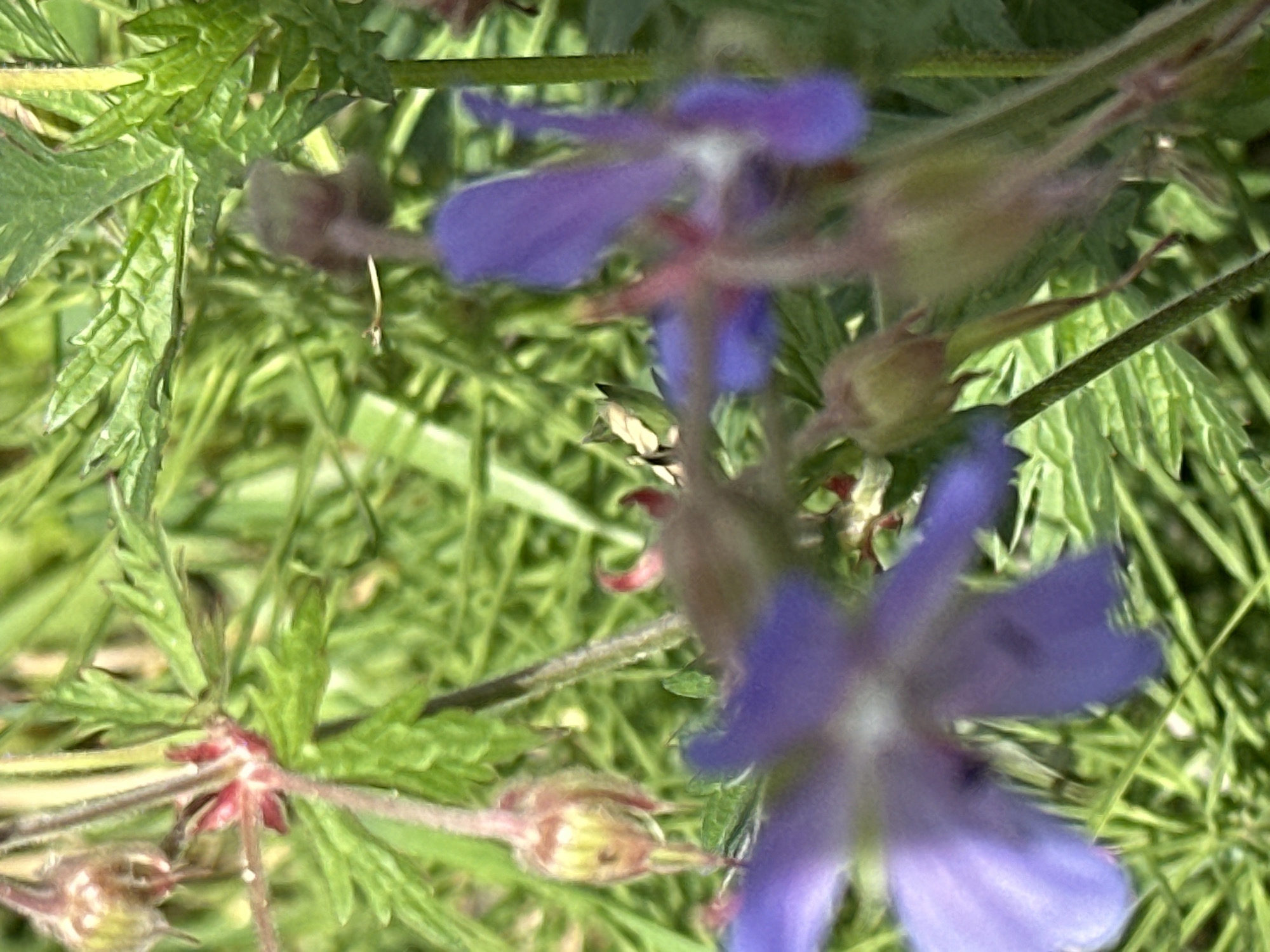 A close-up, shallow depth of field shot of purple wild geranium flowers and buds against a backdrop of green foliage. The image is predominantly green and purple, with some brown and pink accents on the flower buds. The focus is on the foreground flowers, with the background appearing blurred and indistinct. The scene appears to be an outdoor natural setting, likely a park or a garden, in Ерино, Russia. There are no people or animals visible in the image.