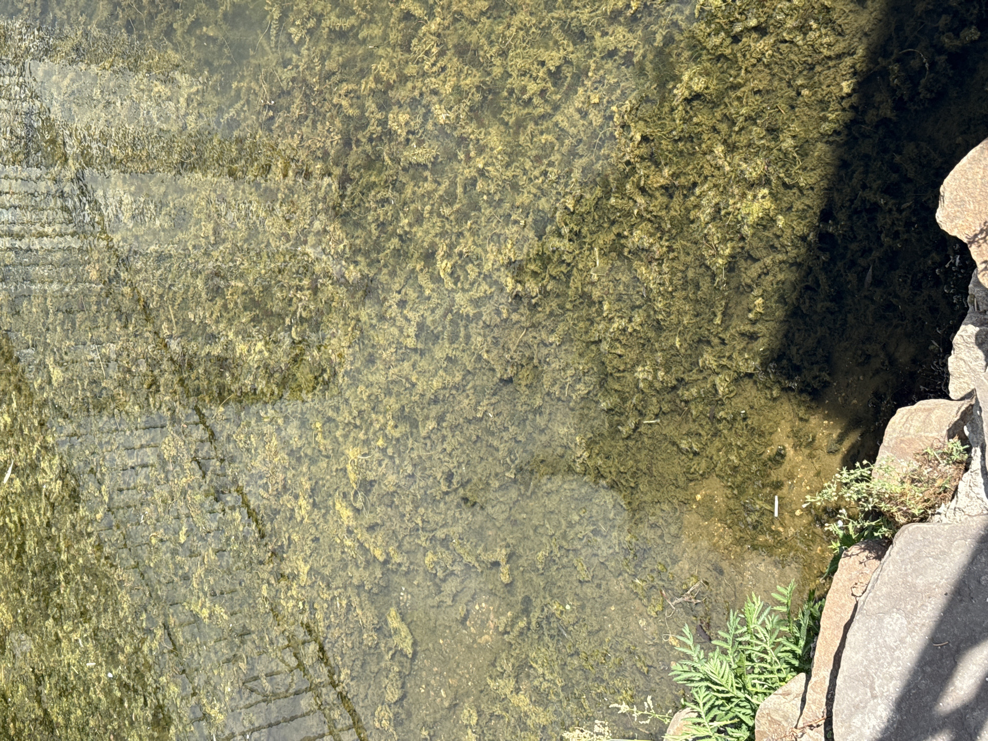 The image shows a body of water, likely a pond or slow-moving stream, with dense aquatic vegetation. The water is murky, and the bottom is covered in what appears to be a thick layer of algae or aquatic plants. There is a reflection of a fence or railing on the surface of the water. On the left bank, there are rocks and some green plants growing. The overall impression is of a natural, unmaintained water feature. There is no indication of the specific location in the city of Lyubertsy, Russia.