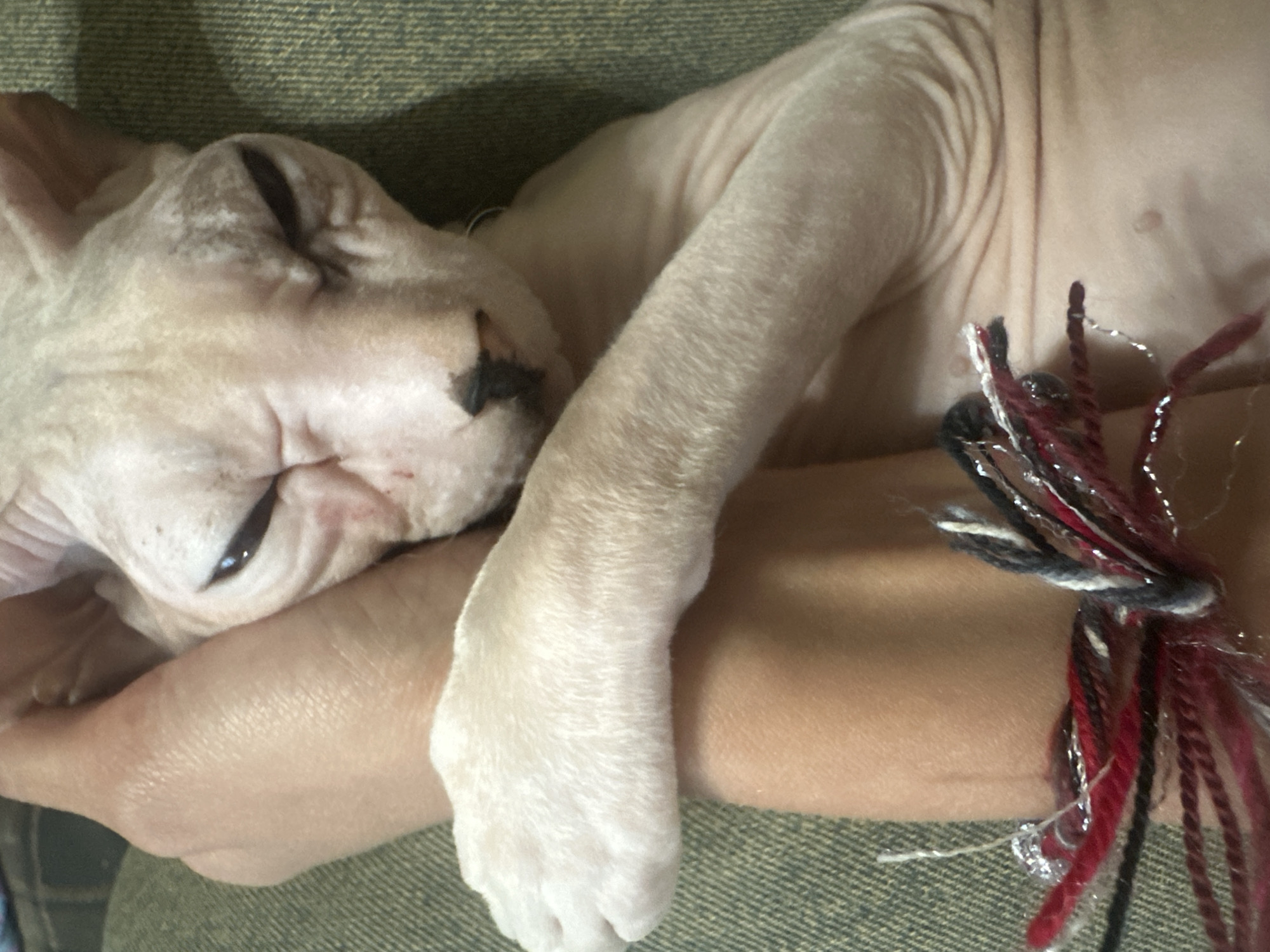 A close-up shot captures a hairless cat, possibly a Sphynx breed, resting on a textured surface that appears to be a green couch or chair. The cat is positioned with its body wrapped around a human arm, creating a snug embrace. The cat's eyes are partially closed, giving it a somewhat grumpy or sleepy expression. Its skin is pale and wrinkled, with distinct folds around its face. A dark patch of fur is visible on its nose, and its ears are prominent and folded back. The human arm, visible in the foreground, is fair-skinned and appears to have a bracelet or anklet made of braided red, black, and silver threads. The focus is on the interaction between the cat and the arm, highlighting the texture of the cat's skin and the softness of the human limb. The background is out of focus, but the green textured material suggests an indoor setting. No specific location in Togliatti, Russia can be determined from the image.